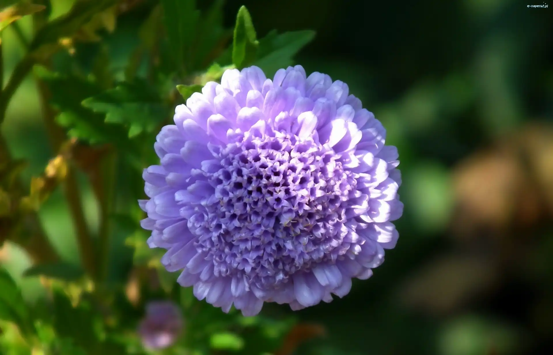 Aster, Kwiat, Przyroda