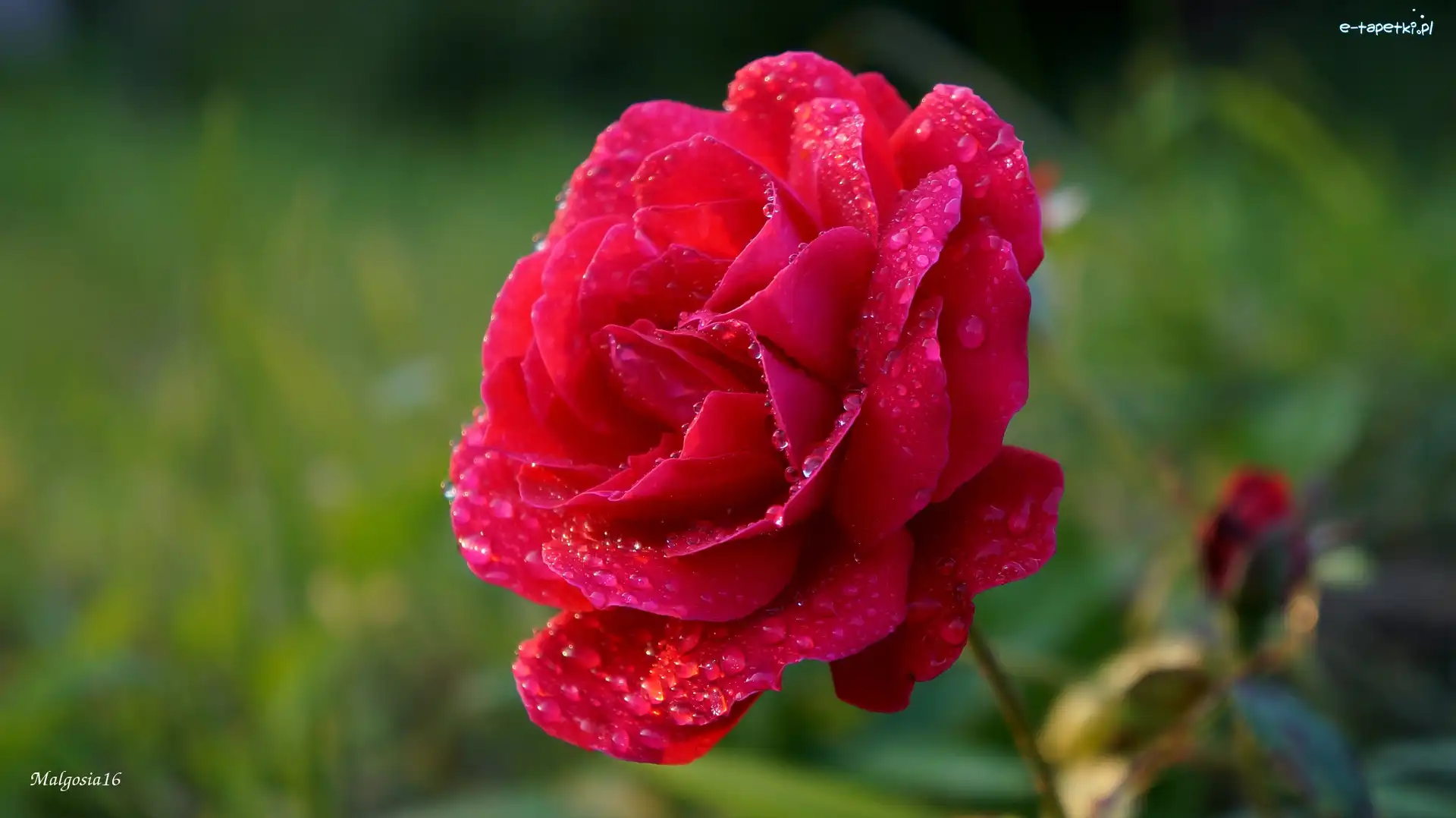 Róża, Rosa, Krople, Kwitnąca