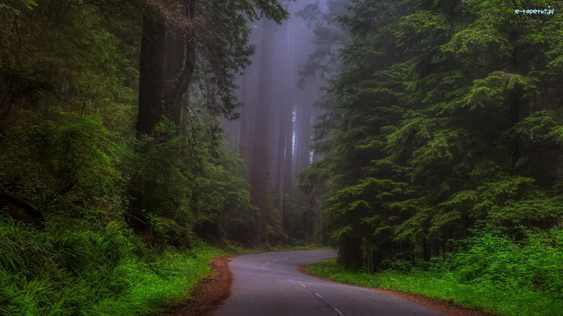 Mgła, Park Narodowy Redwood, Las, Stan Kalifornia, Stany Zjednoczone, Sekwoje, Drzewa