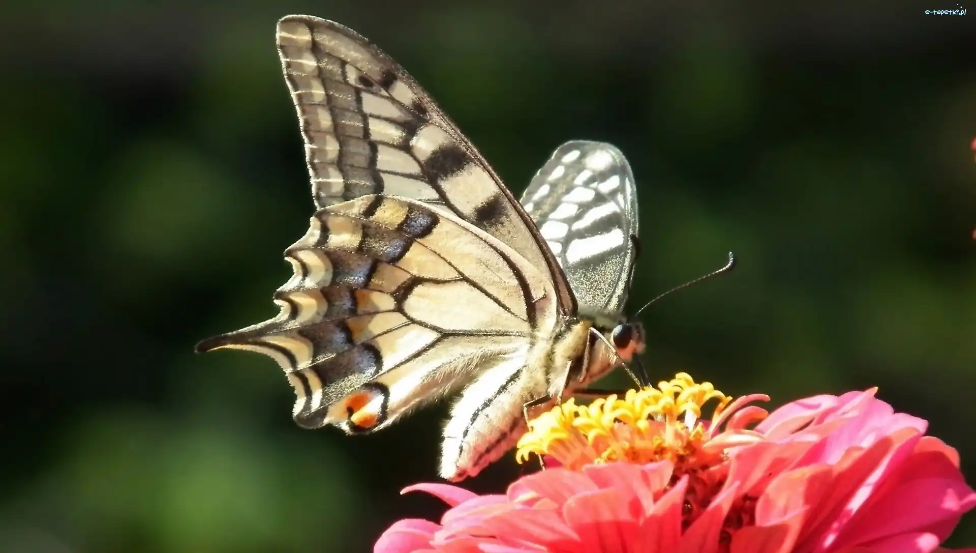 Paż królowej, Cynia, Kwiat, Motyl