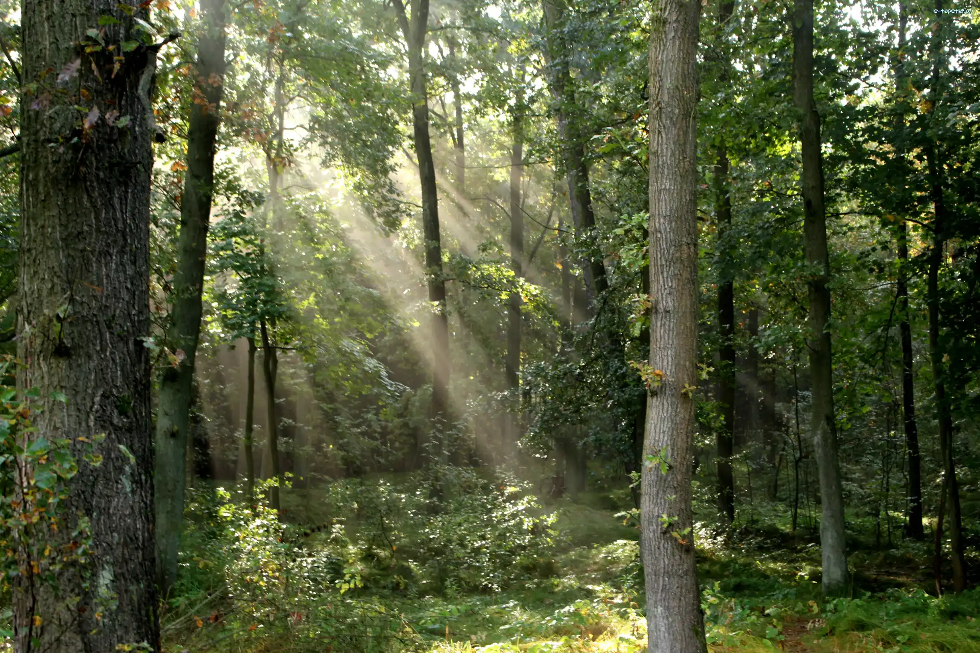 Słońce, Poranek, Las