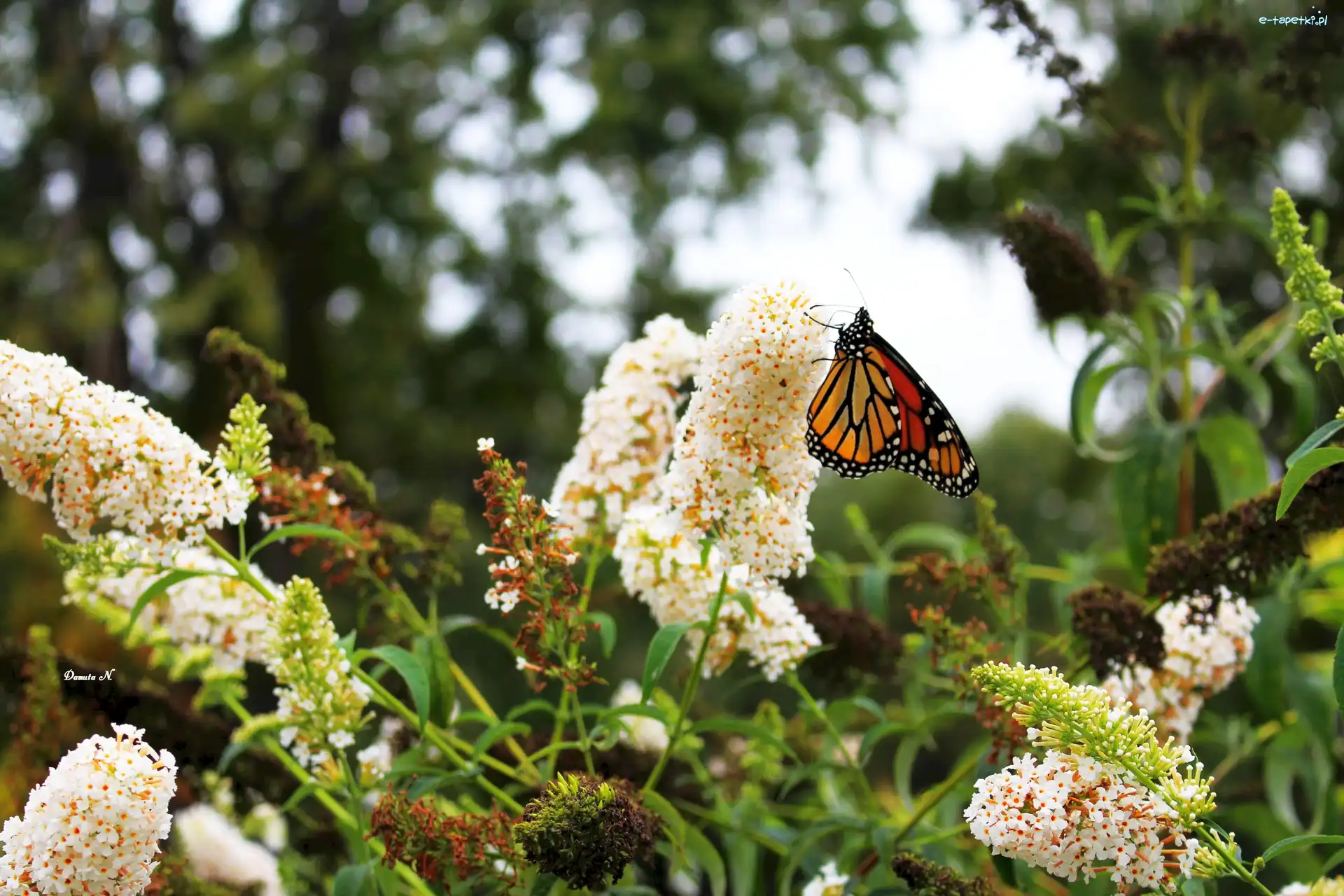 Motyl, Ogród, Monarch, Budleja