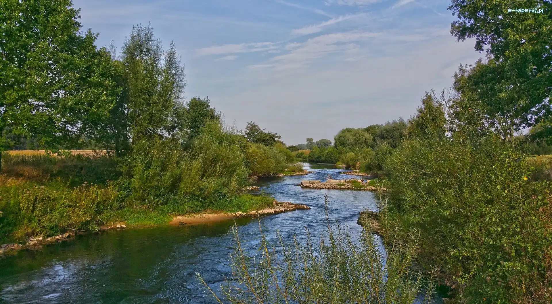Rzeka, Roślinność, Drzewa