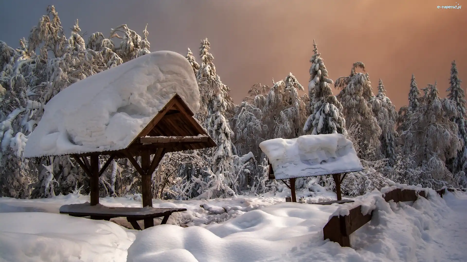 Śnieg, Las, Zima