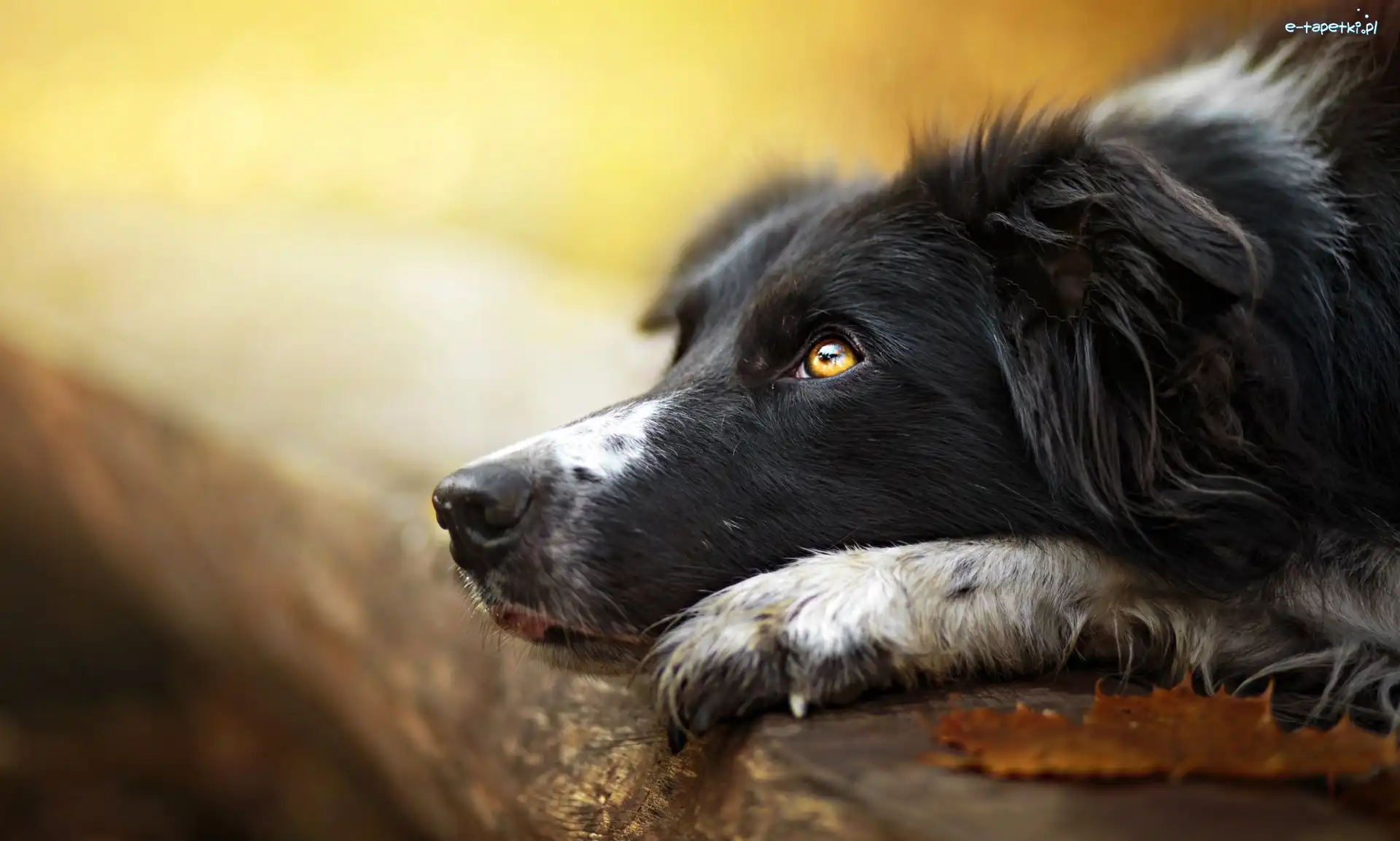 Border collie, Kłoda, Pysk, Pies