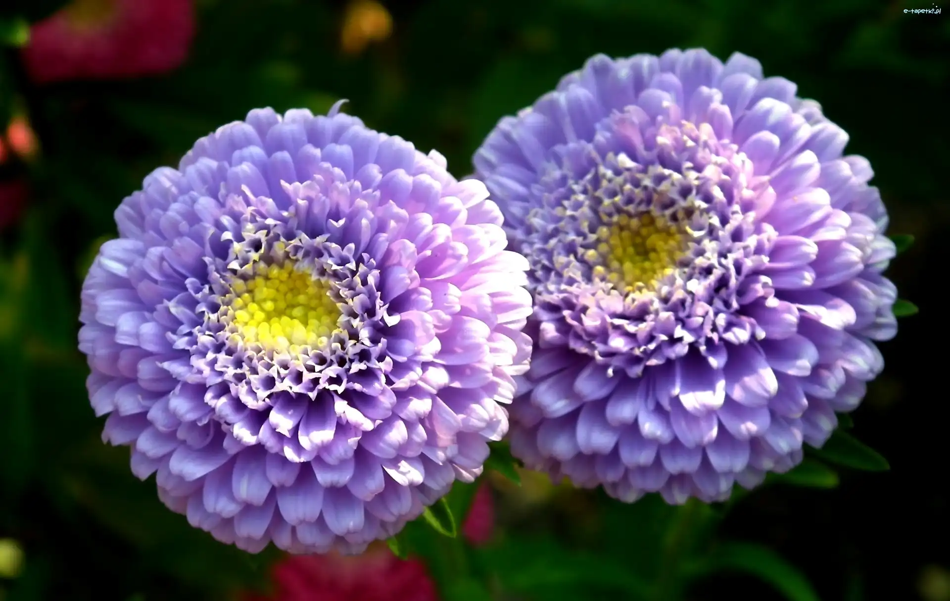 Aster, Kwiat, Przyroda