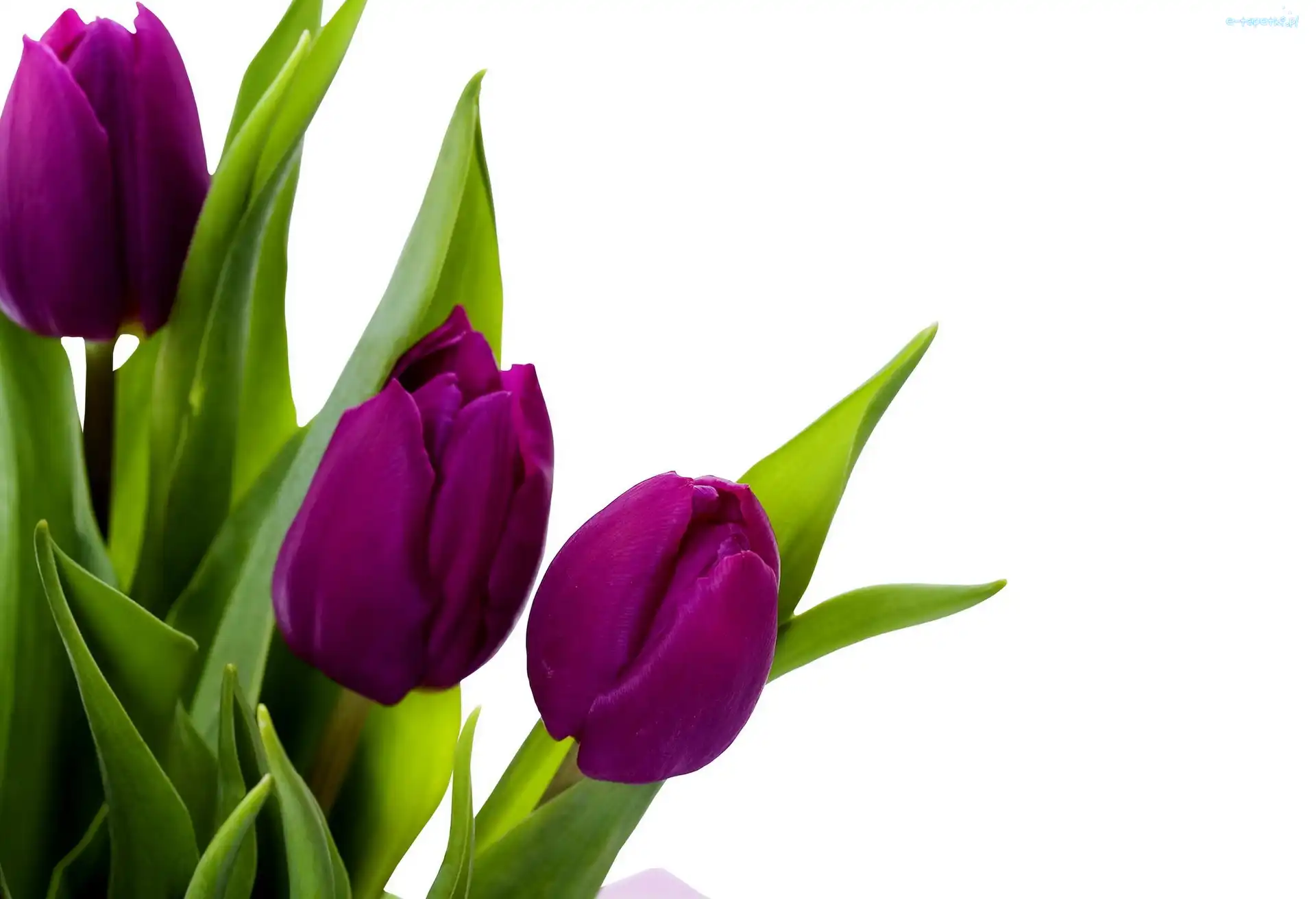 Tulipany, Fioletowe