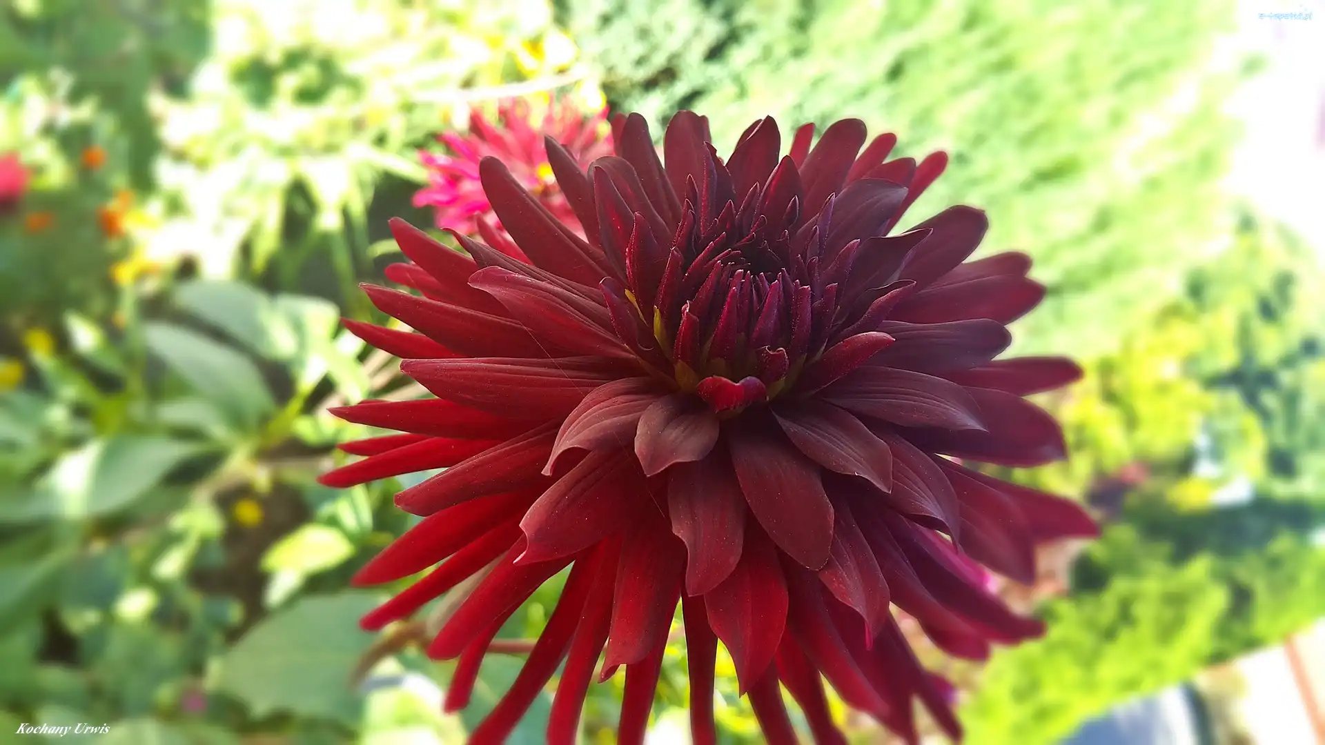 Dalia, Bordowa