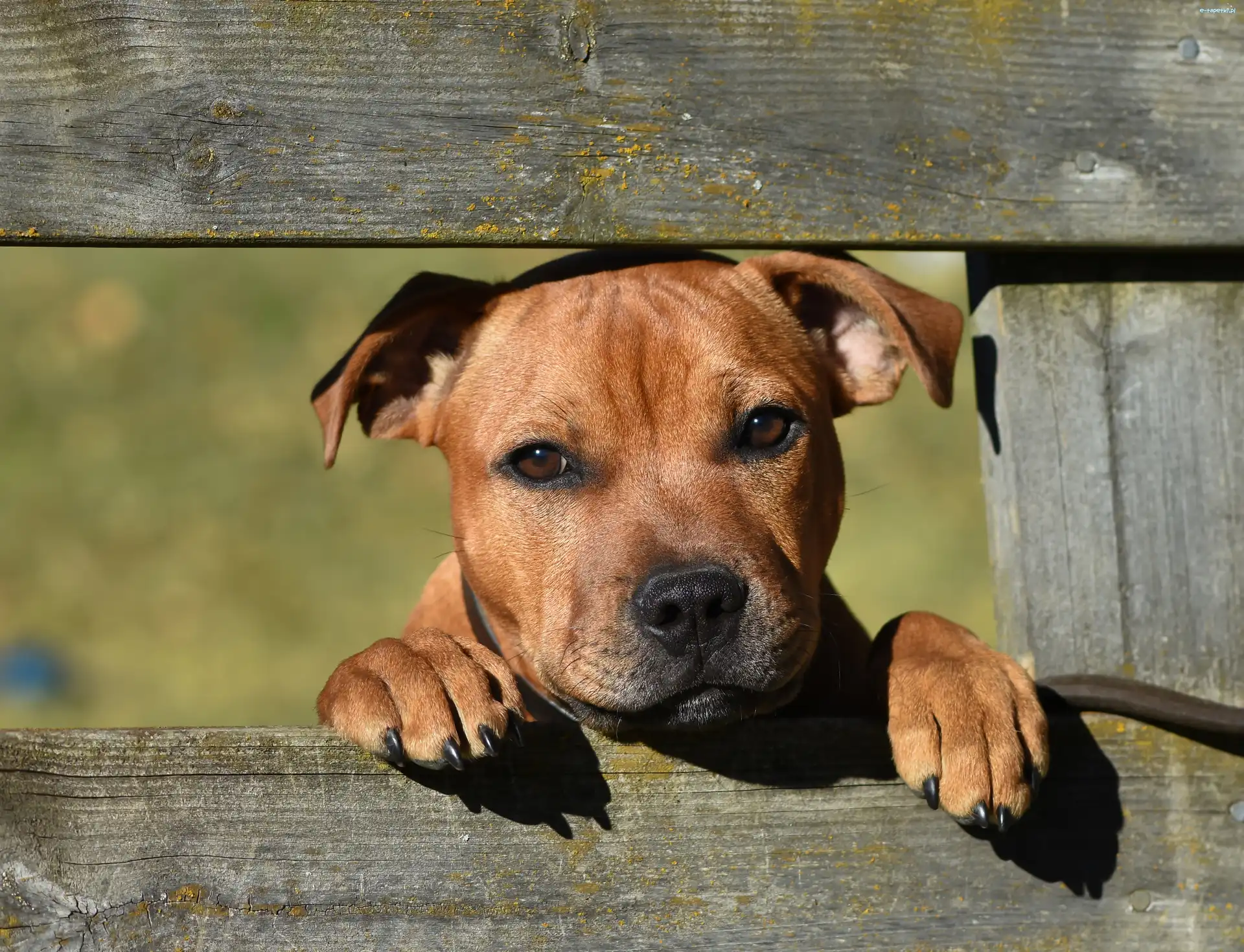 Smutne, Ogrodzenie, Oczy, Staffordshire Bull Terrier