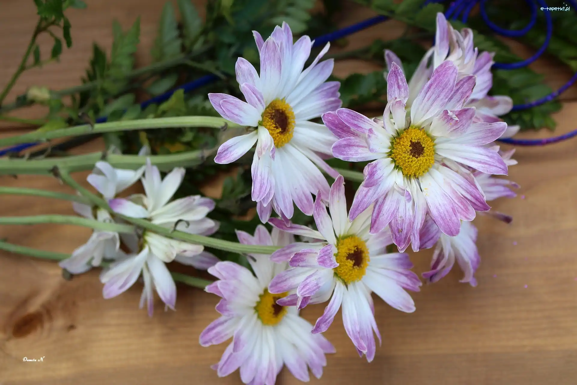 Dwukolorowe, Deska, Kwiaty, Margerytki