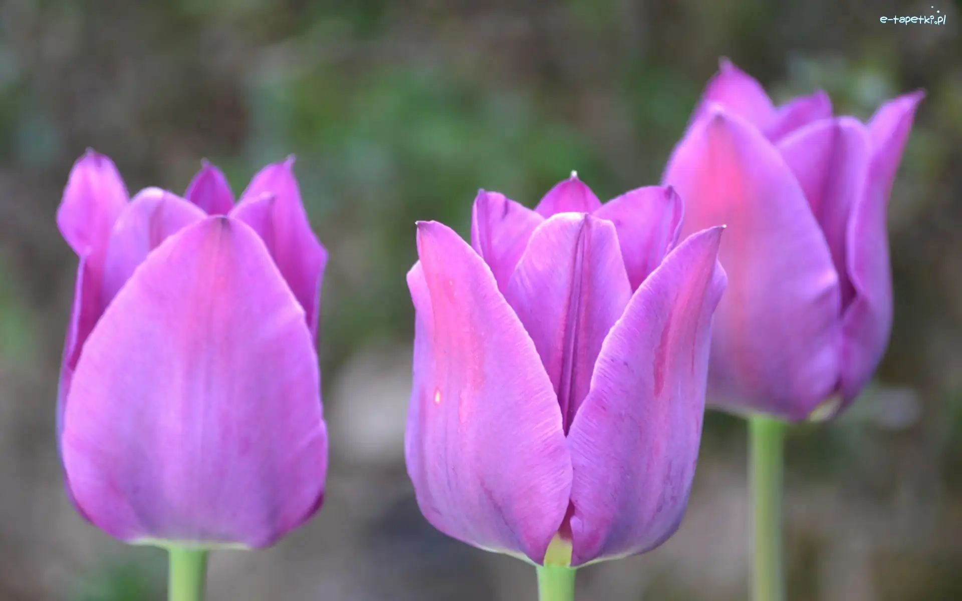 Tulipany