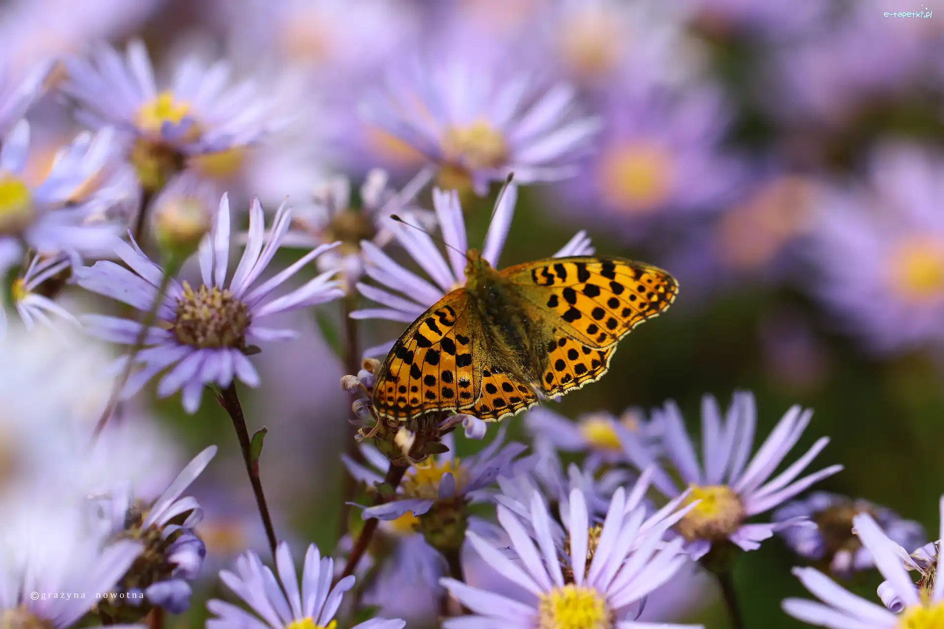 Motyl, Astry, Owad, Perłowiec Malinowiec
