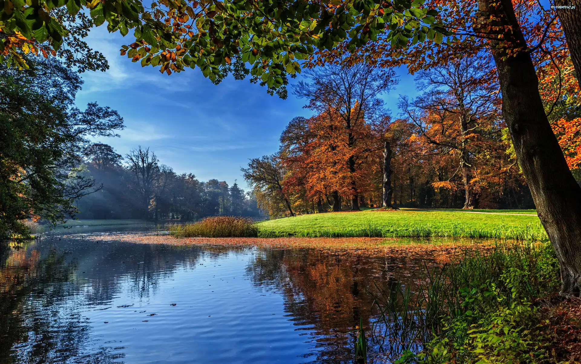 Drzewa, Las, Jezioro