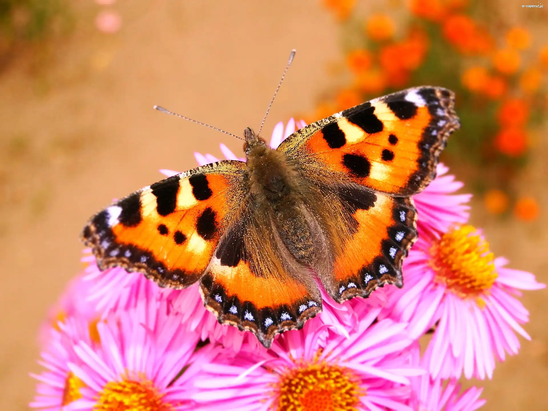 Rusałka pokrzywnik, Motyl