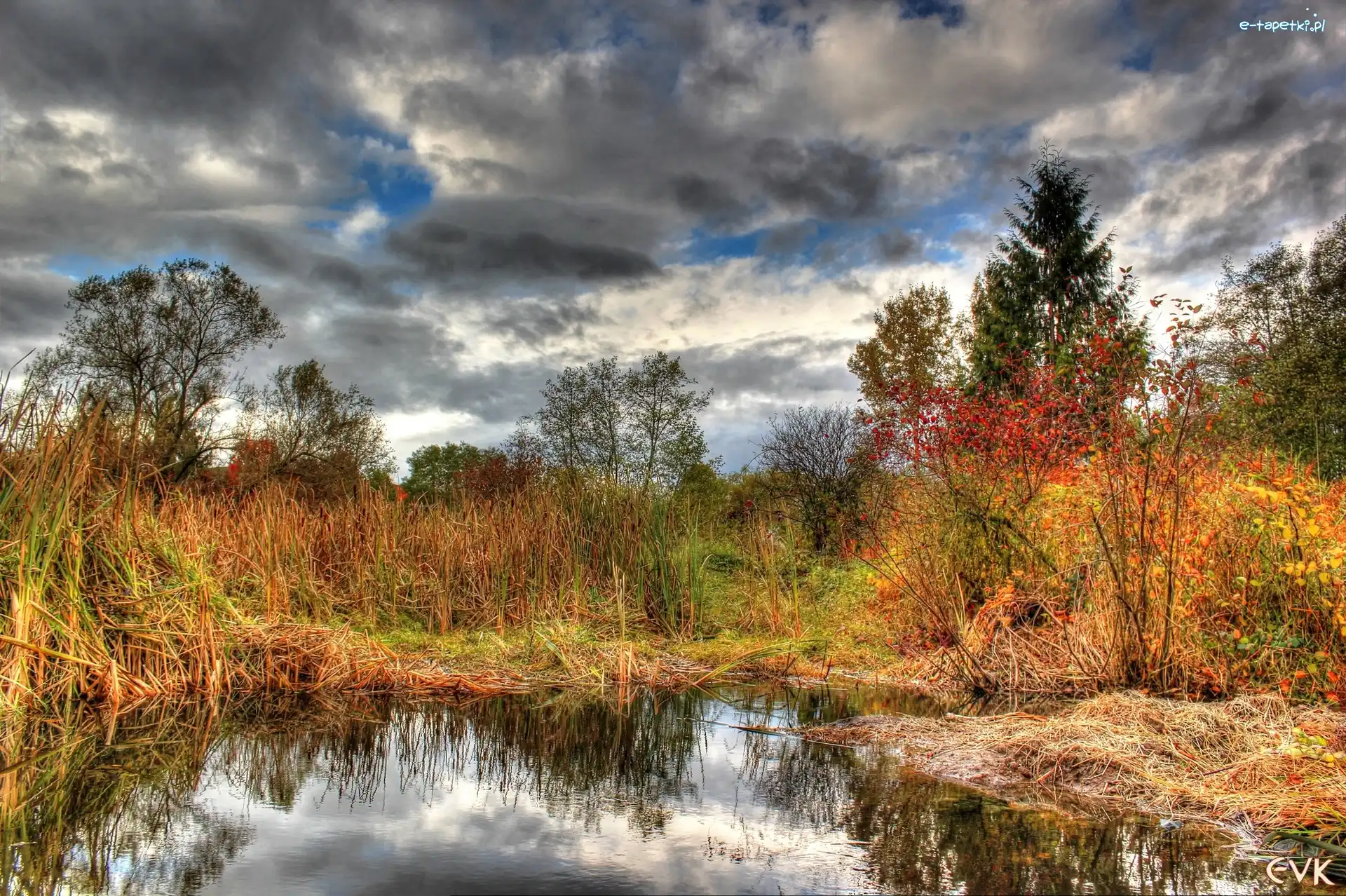 Bagna, Drzewa, Jesień, Odbicie