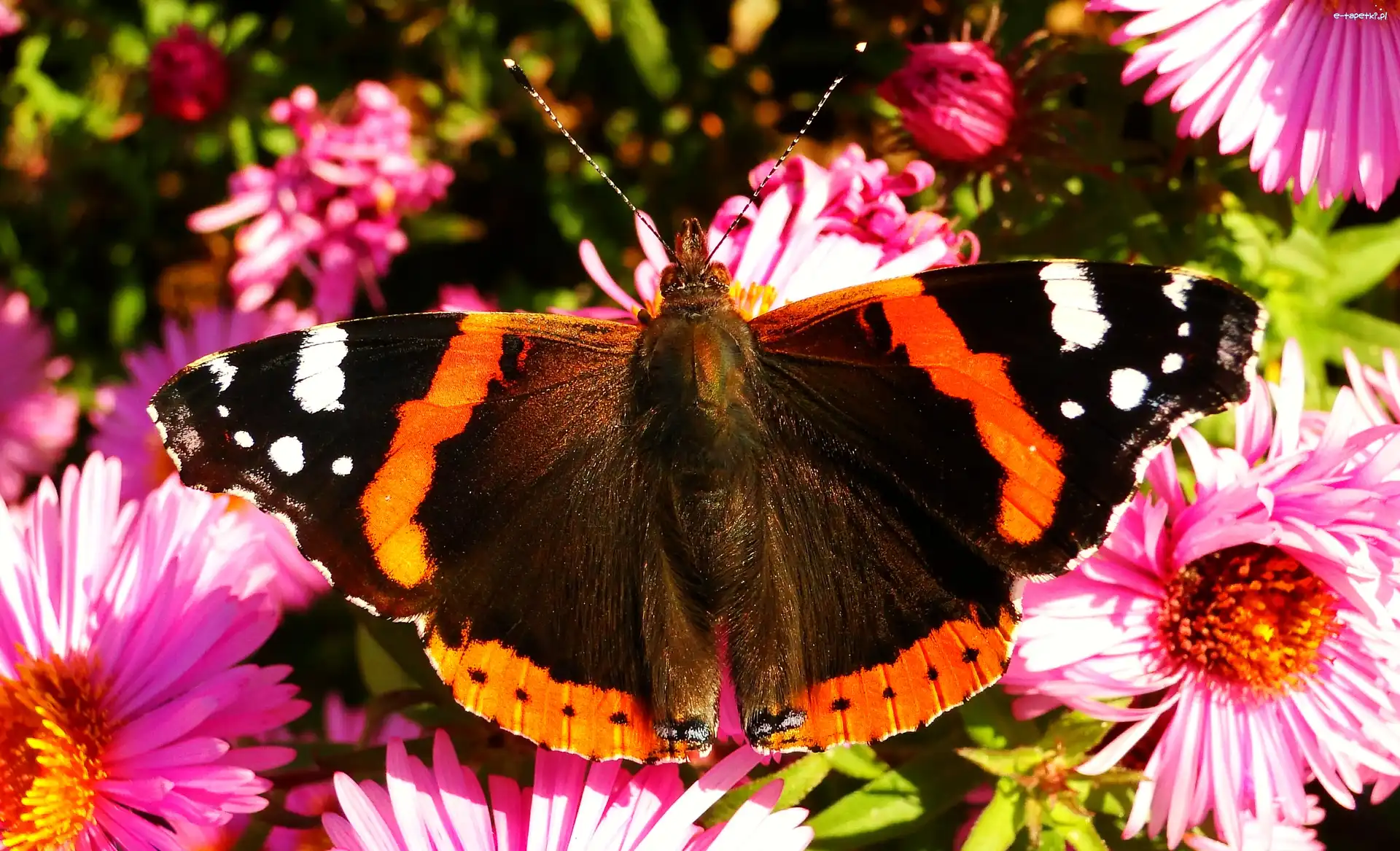 Rusałka admirał, Motyl