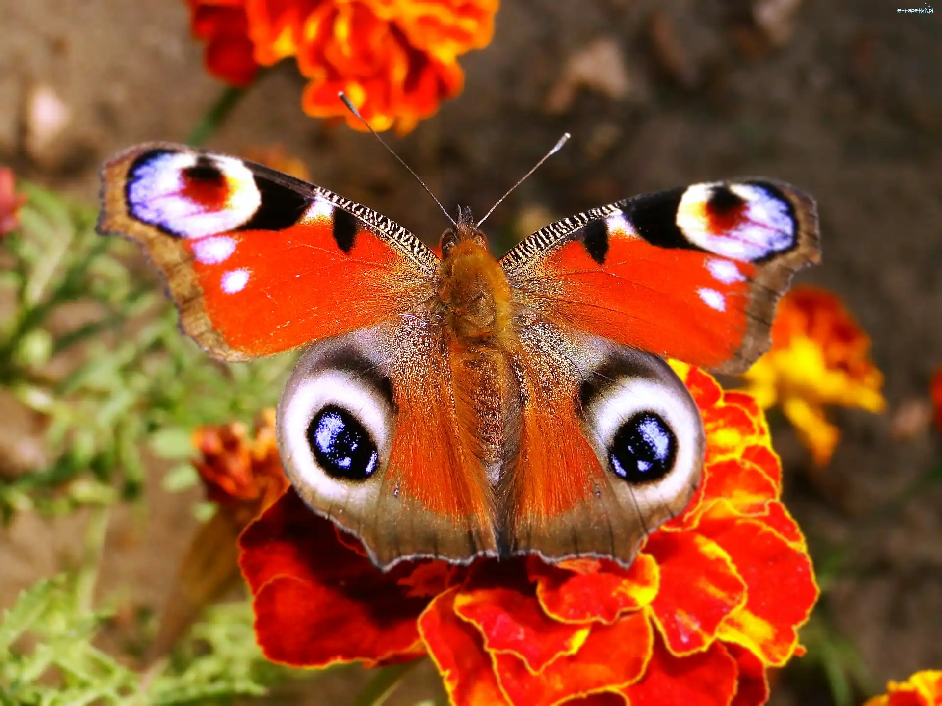 Rusałka pawik, Motyl