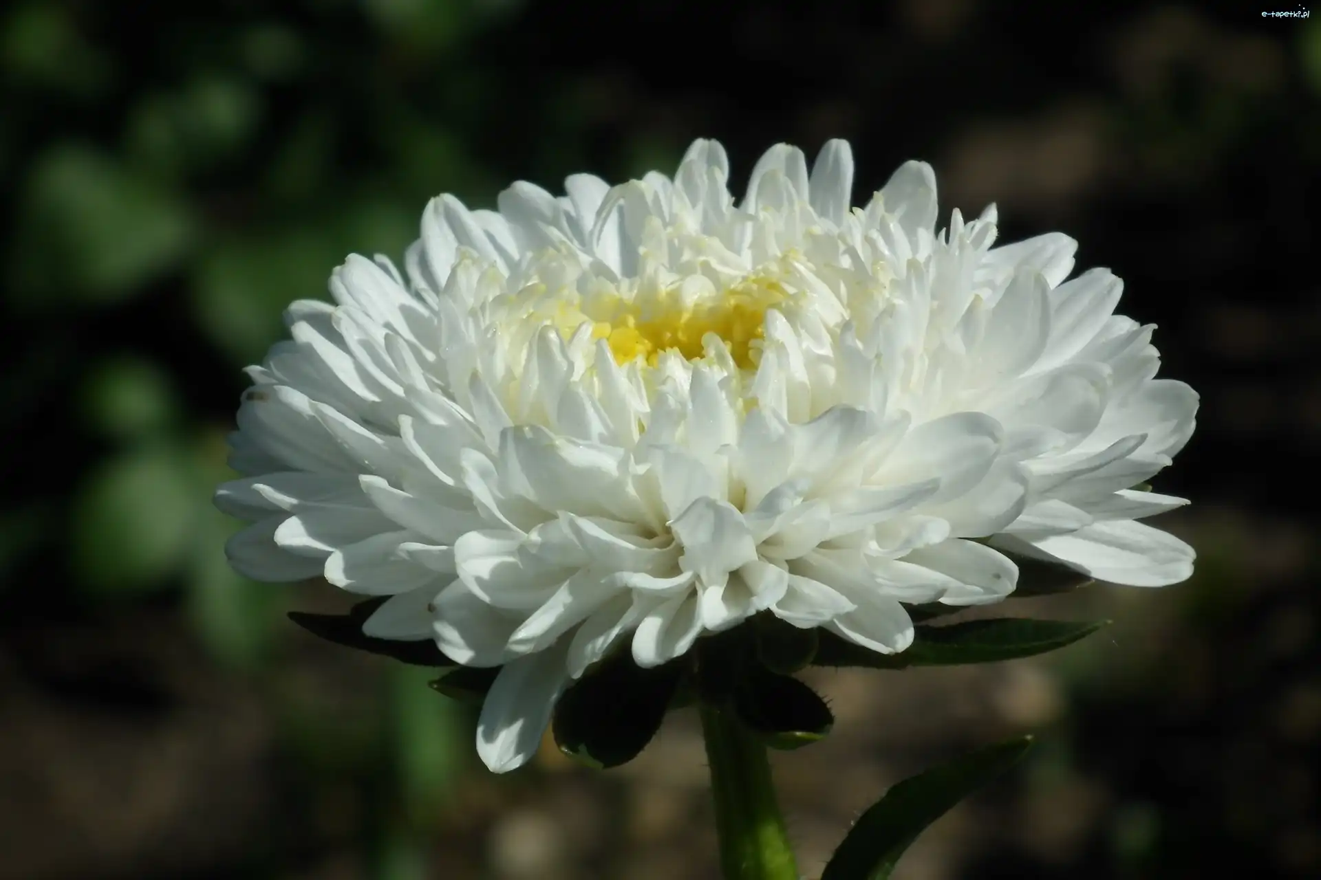 Kwiat, Biały, Aster, Przyroda