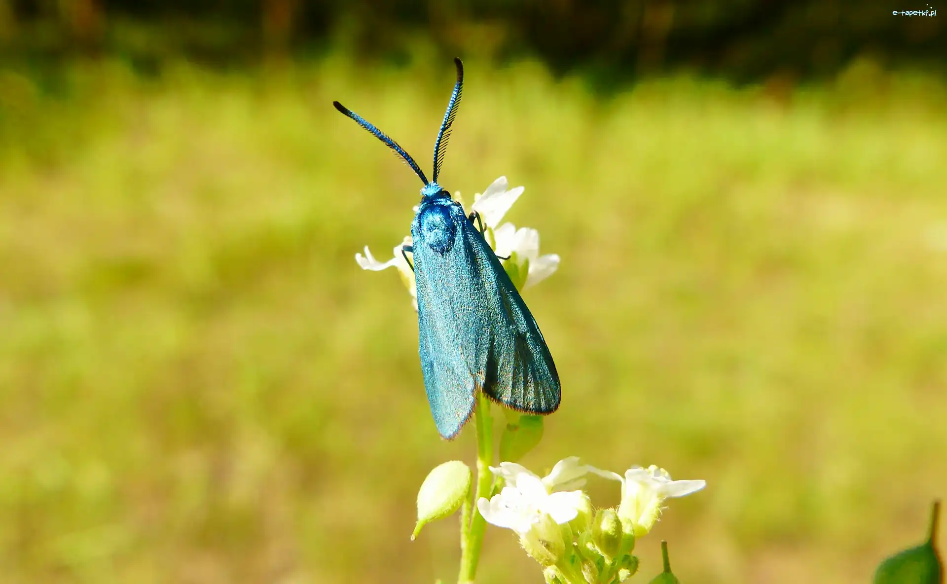 Lśniak szmaragdek, Motyl, Owad