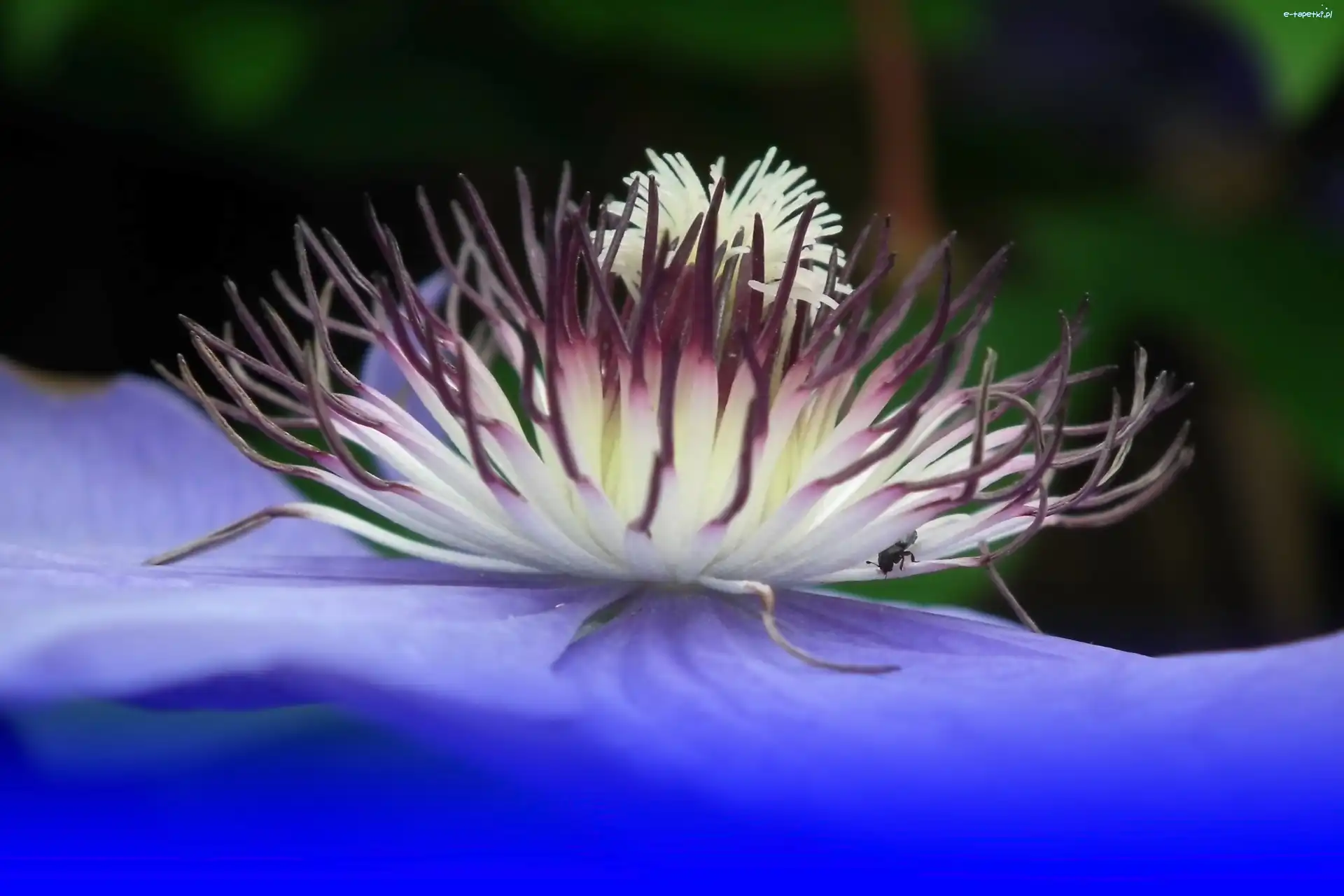 Clematis, Kwiat, Przyroda