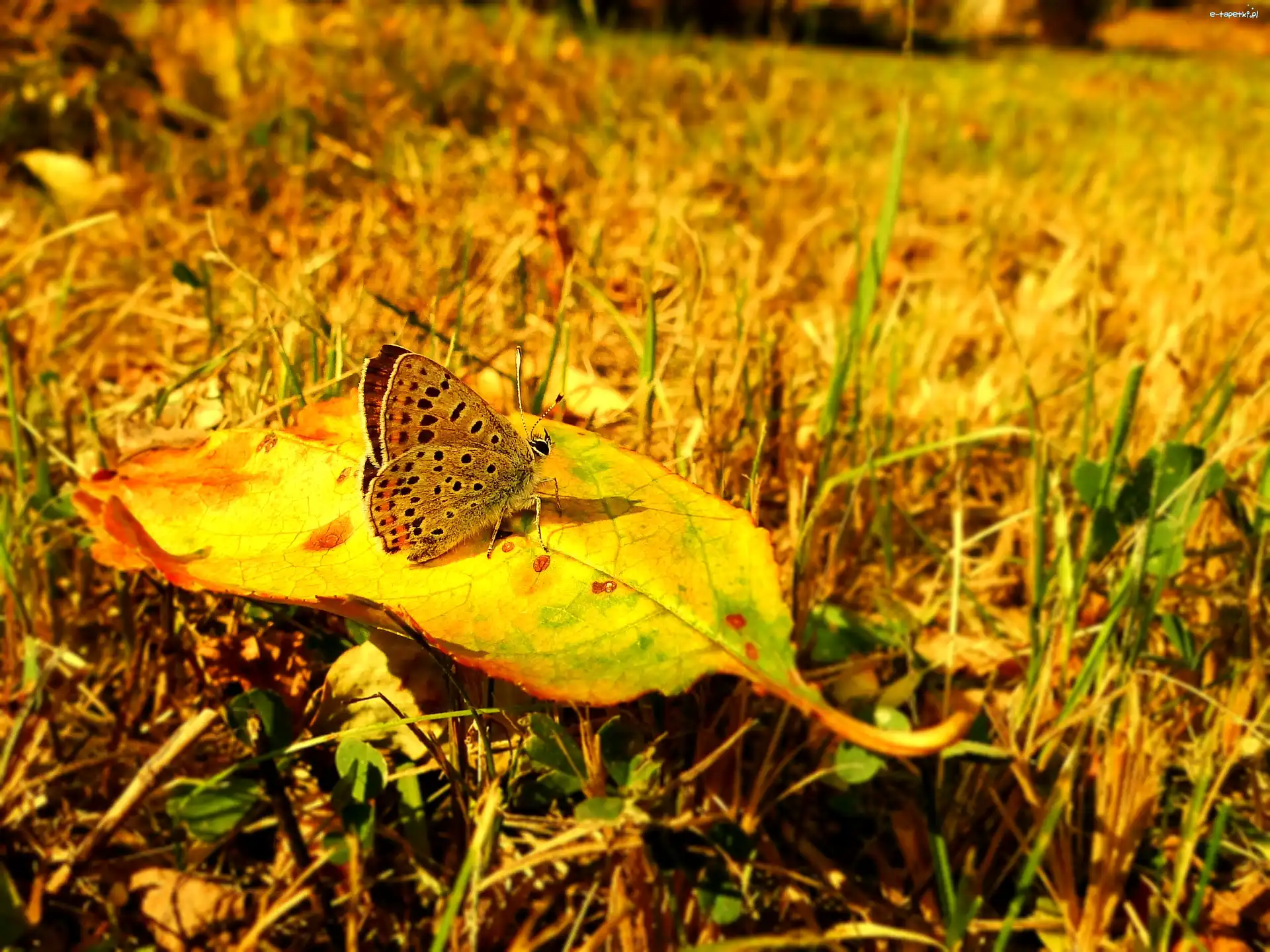 Czerwończyk uroczek, Jesień, Liść, Motyl