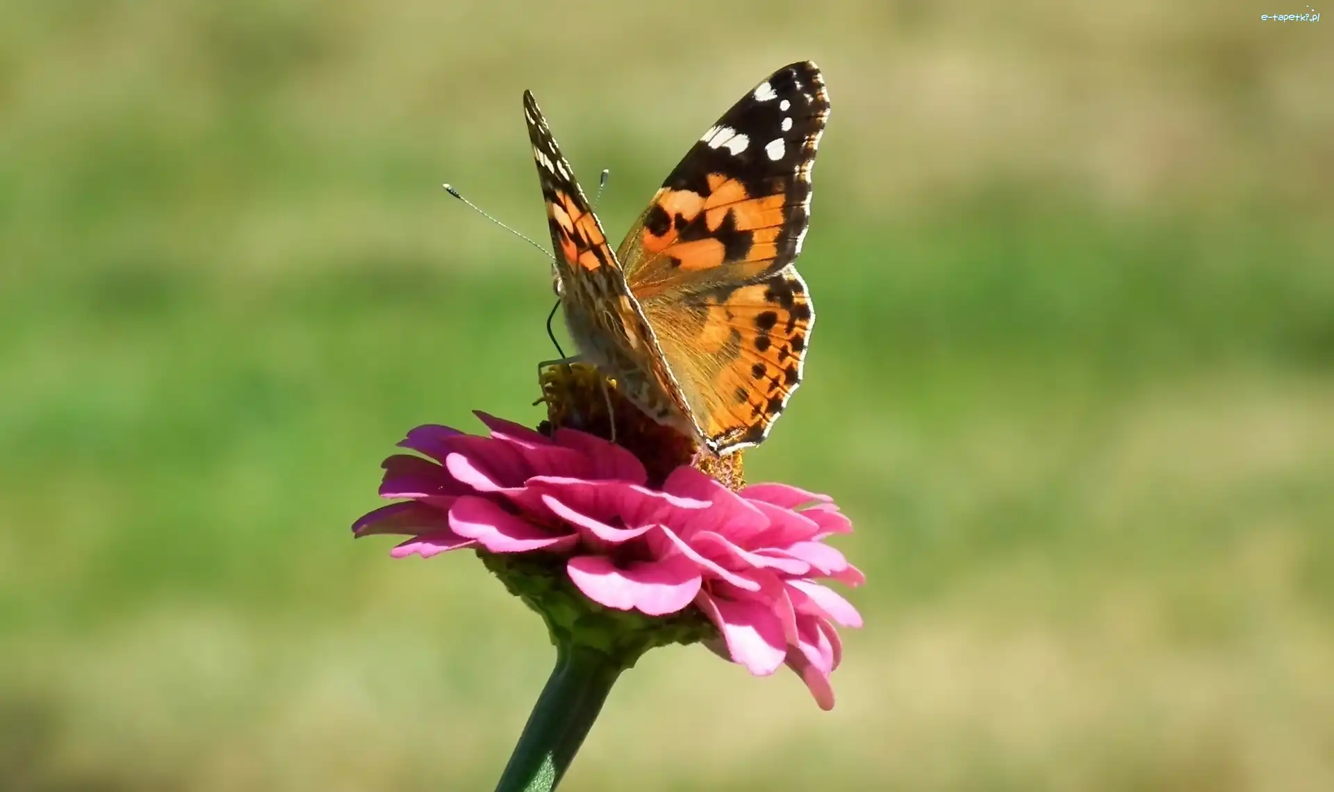 Rusałka osetnik, Cynia, Kwiat, Motyl