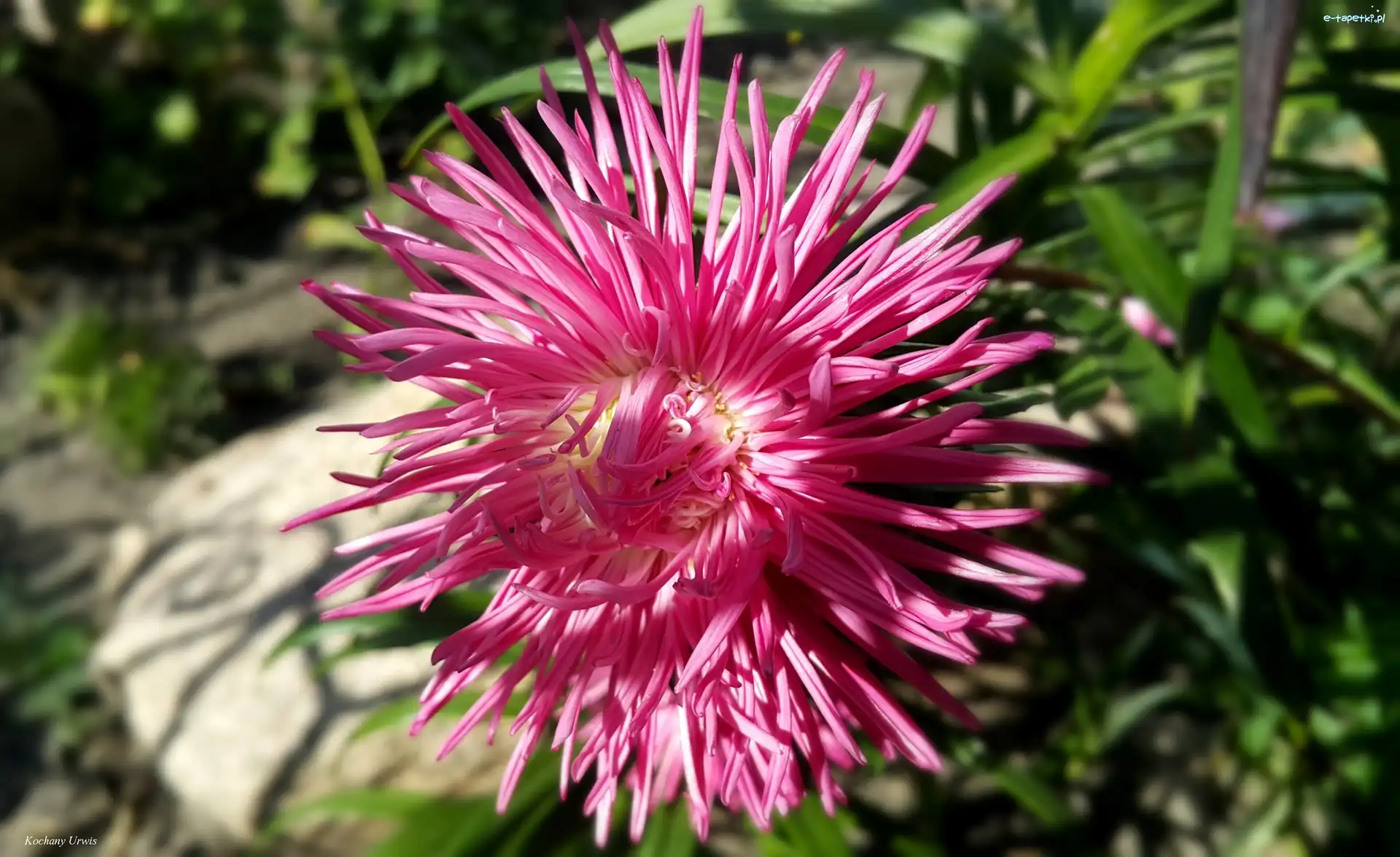 Aster, Różowy