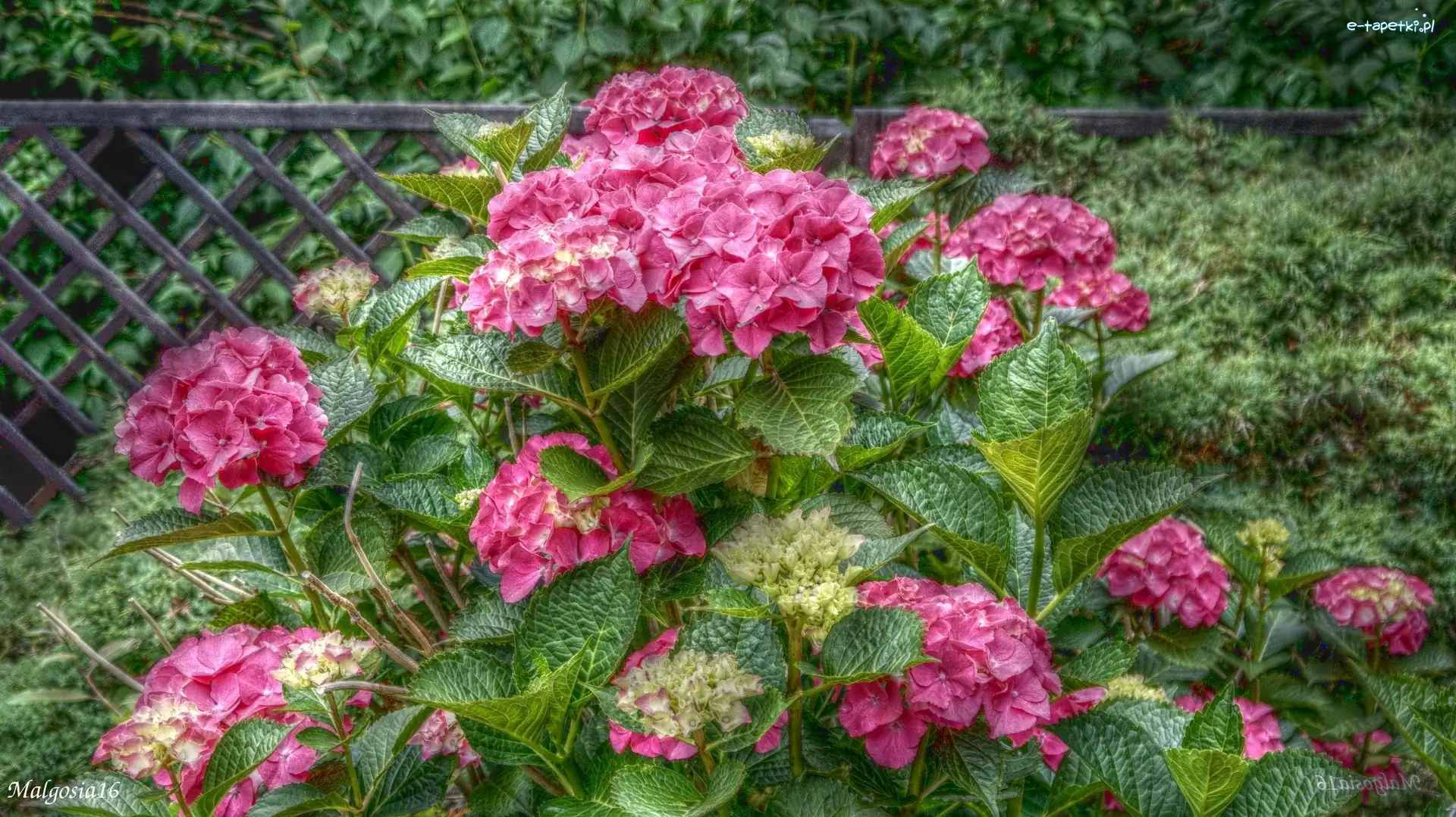 HDR, Hortensja, Różowa