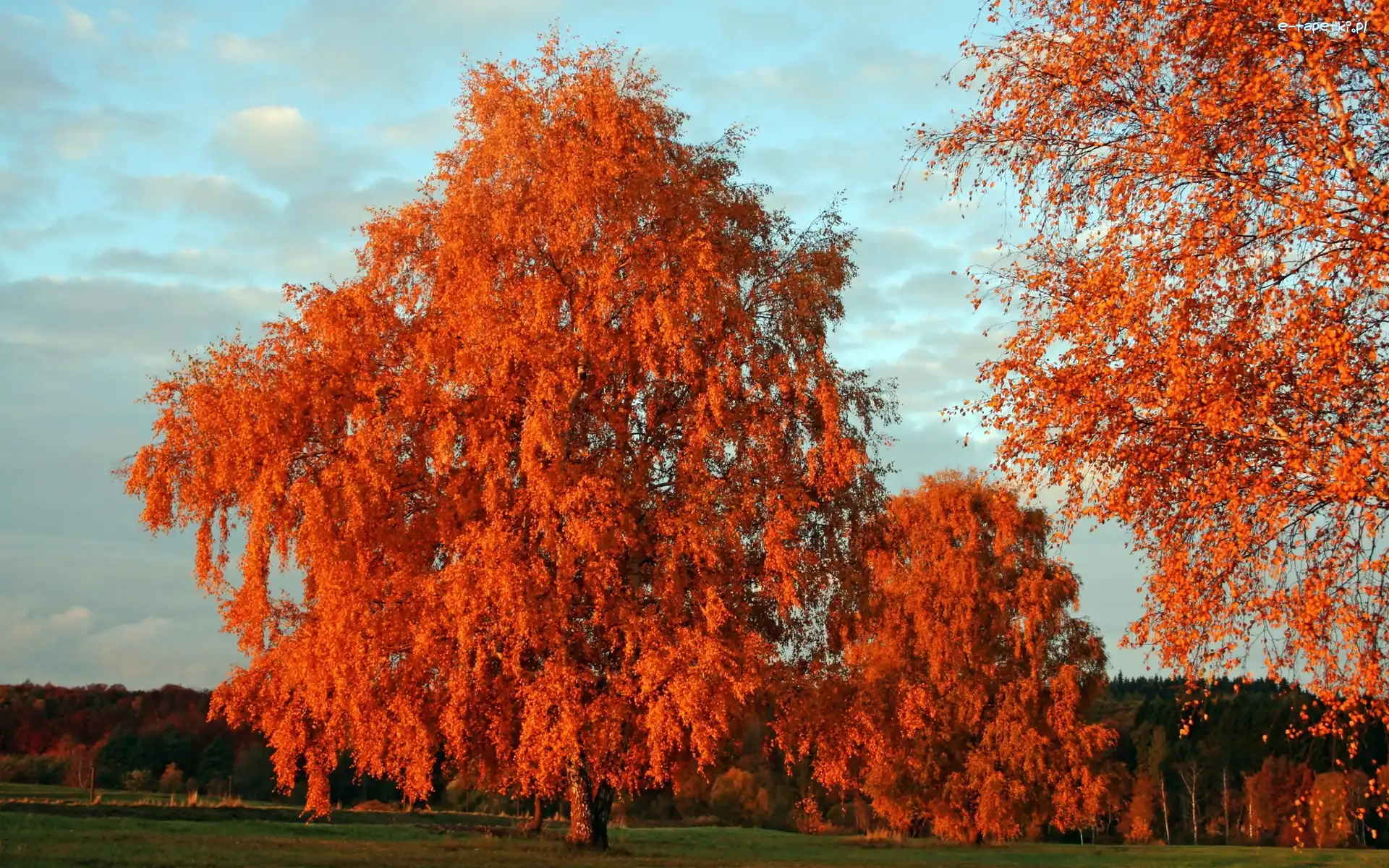 Drzewa, Park, Jesień