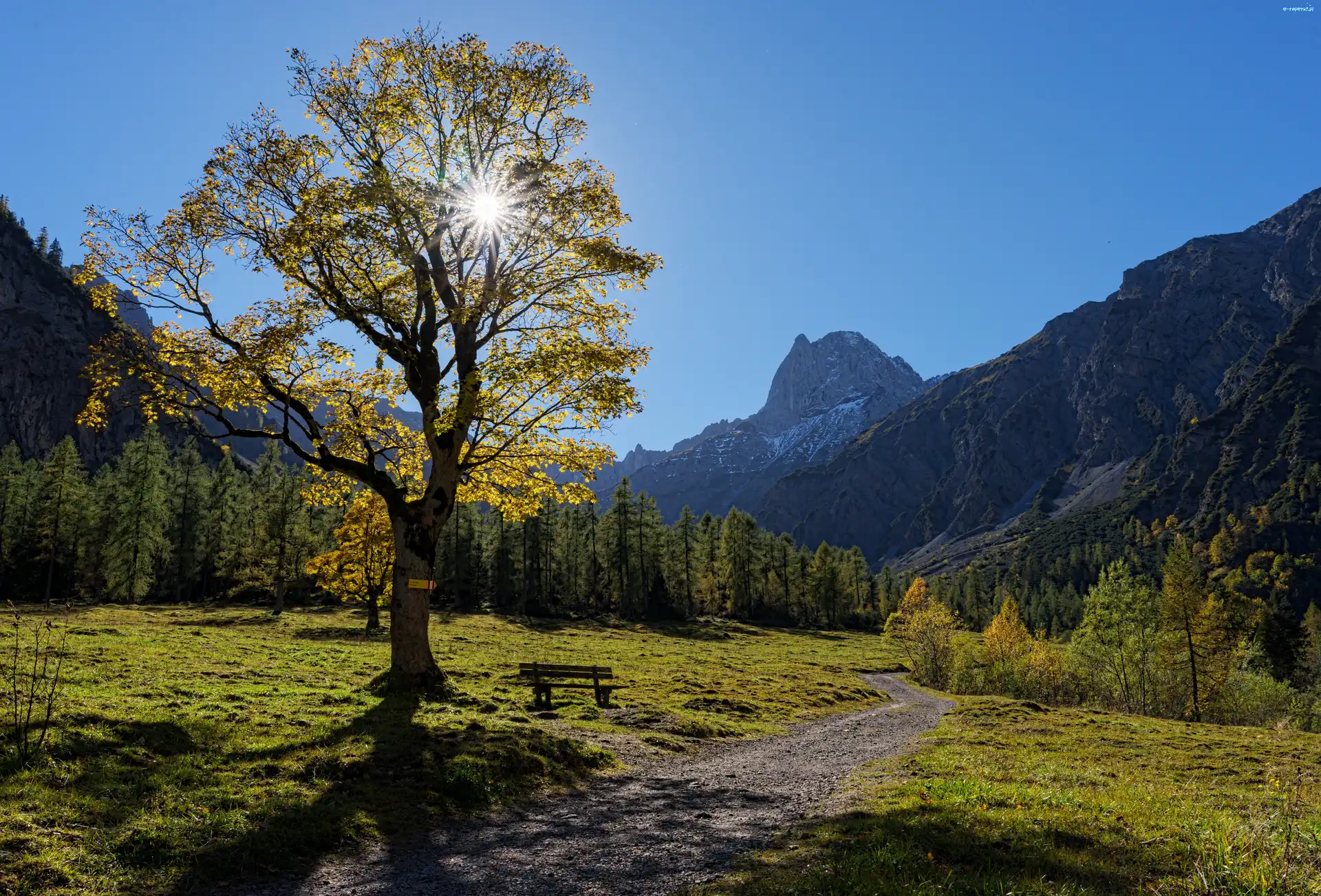 Droga, Drzewo, Wschód słońca, Austria, Góry Tyrol