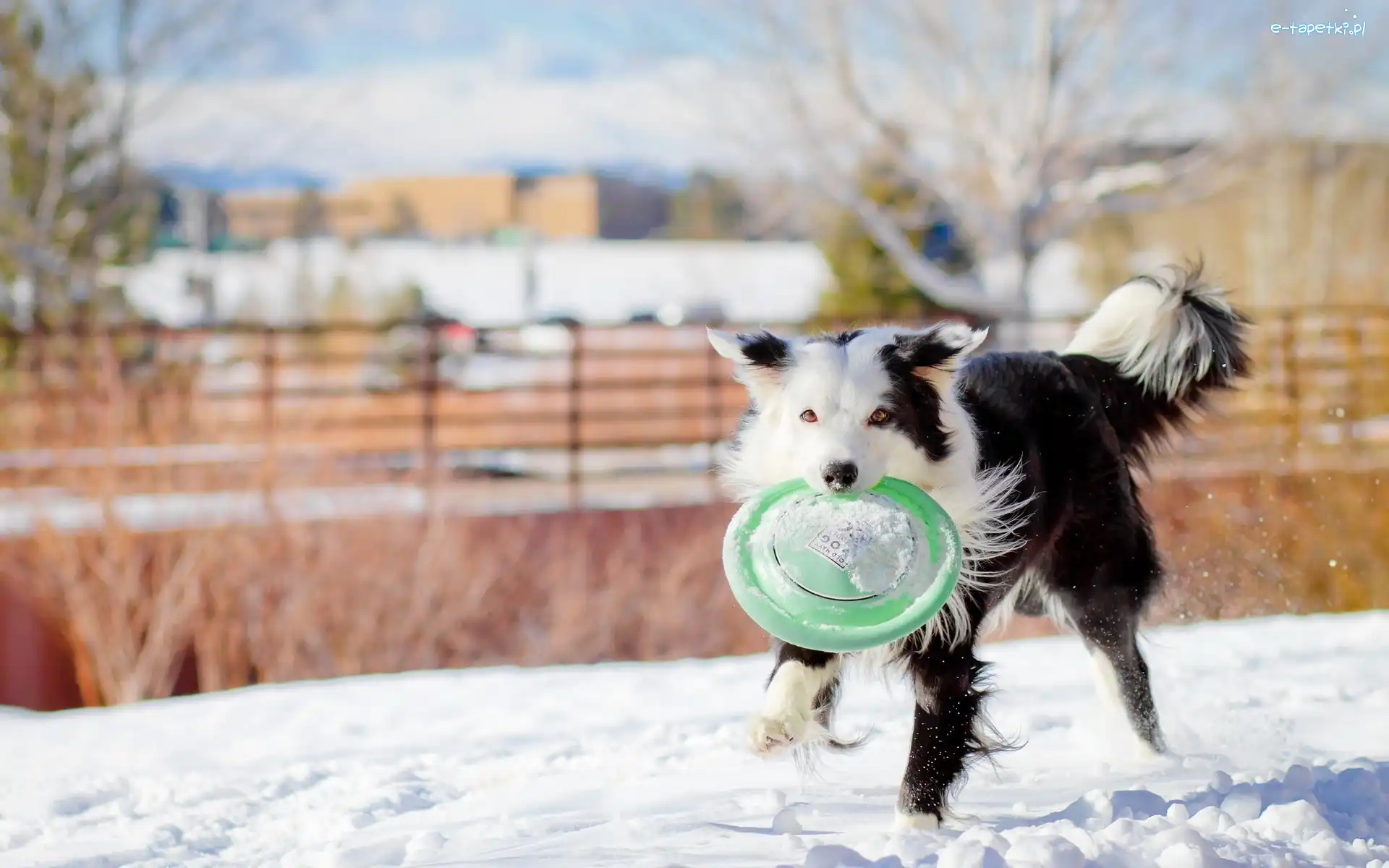 Śnieg, Frisbee, Pies