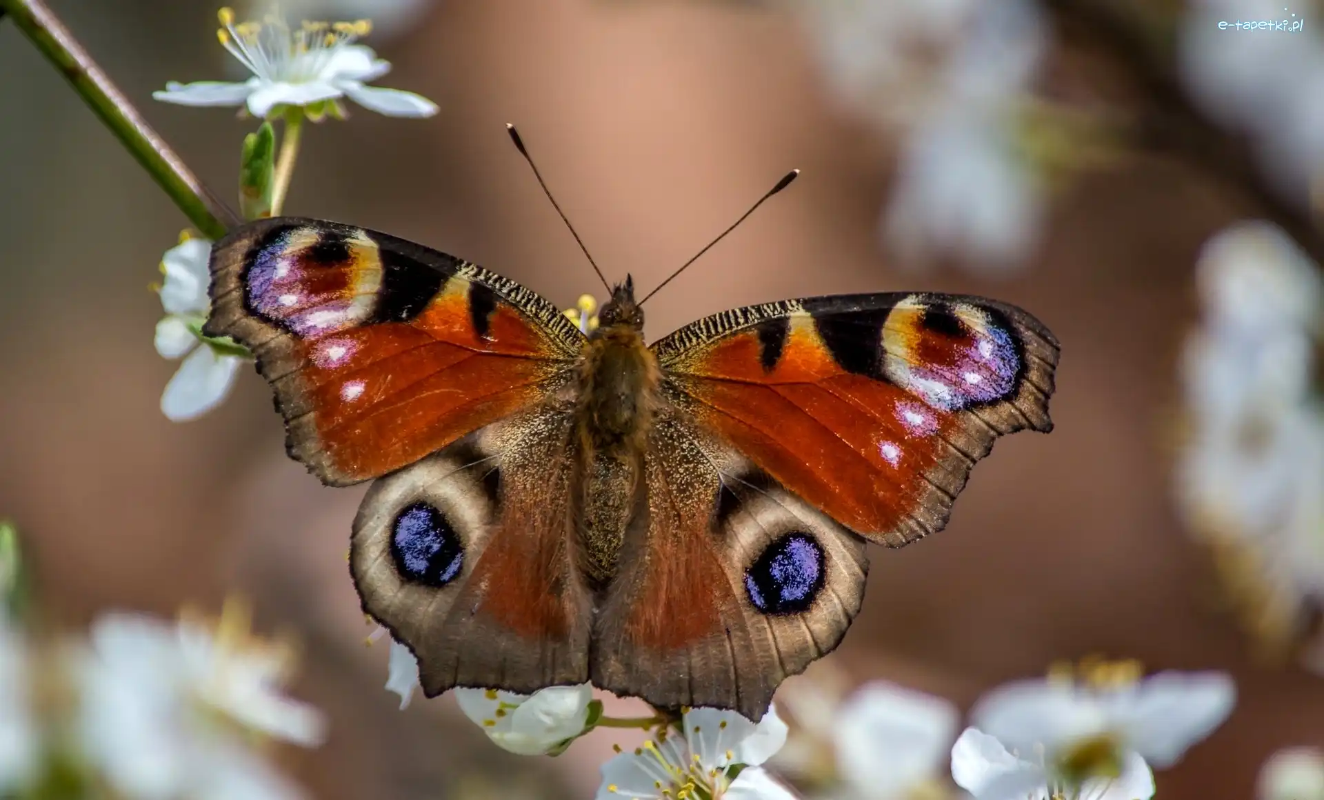 Gałąź, Owocowe, Drzewo, Motyl