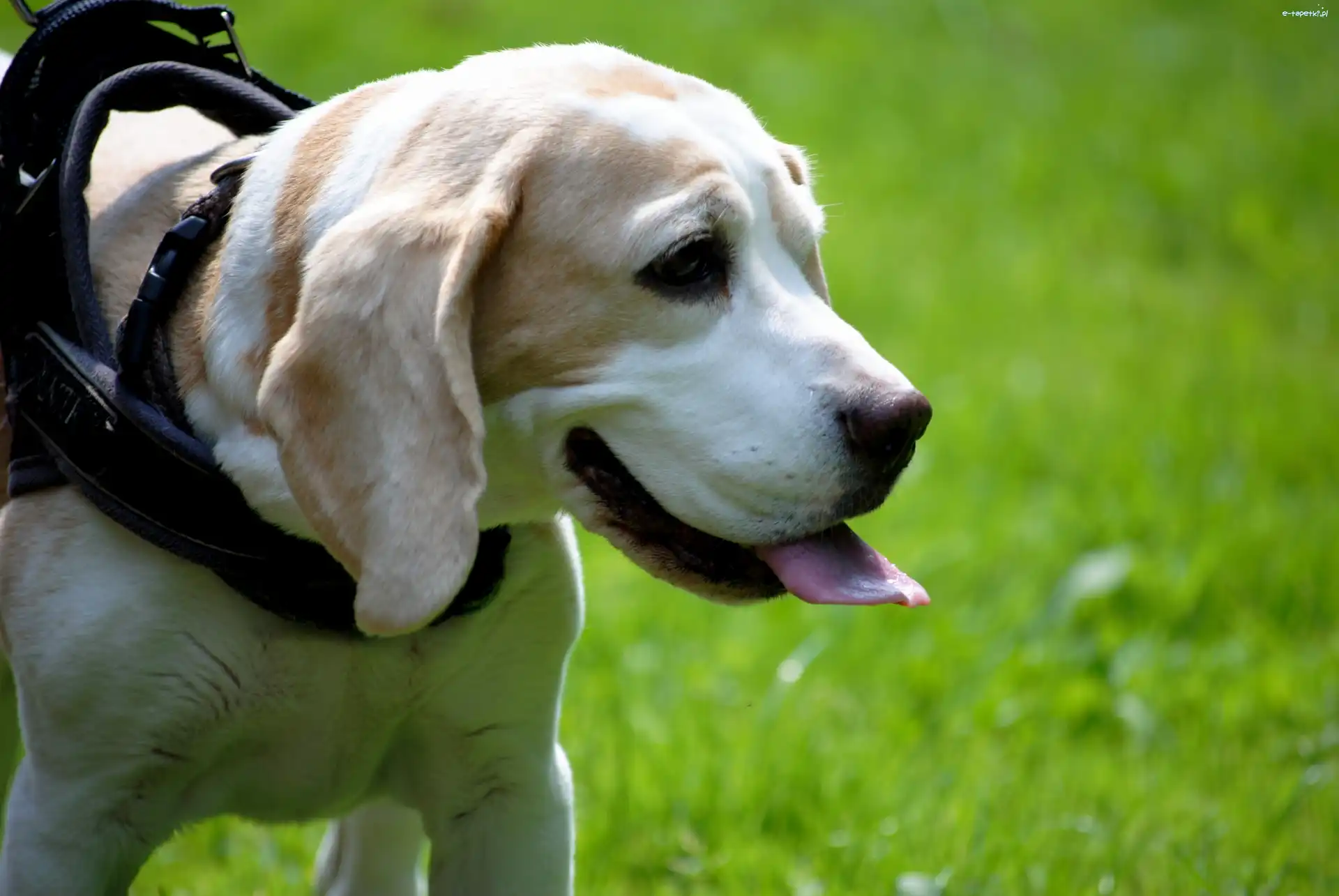 Obroża, Beagle, Pies