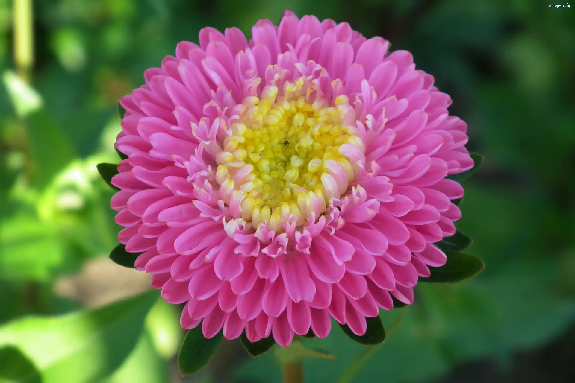 Aster, Kwiat, Przyroda