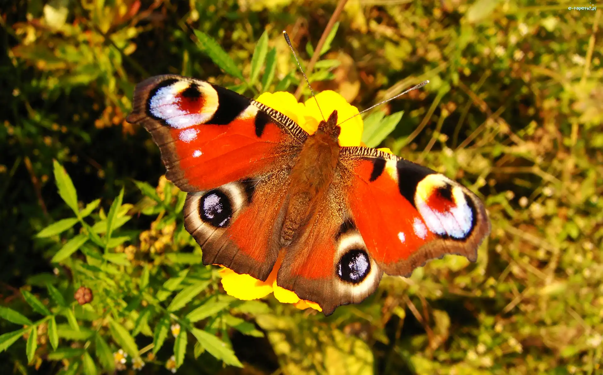 Rusałka pawik, Motyl