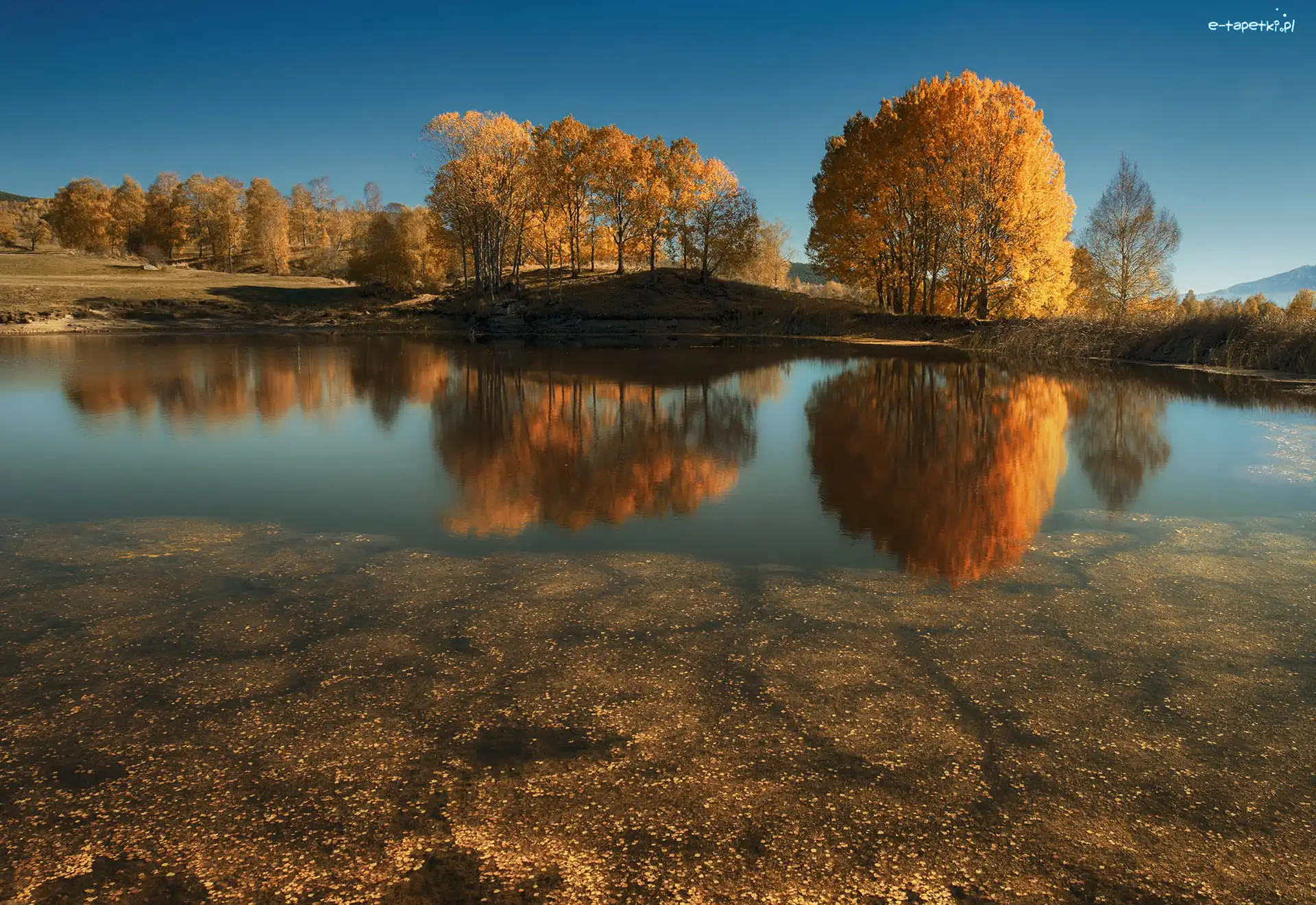 Jezioro, Drzewa, Las, Jesień