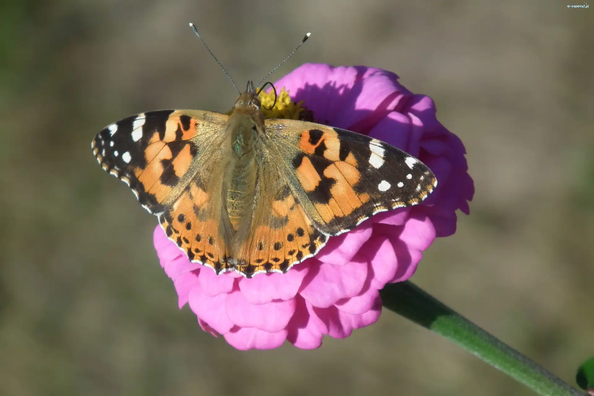 Kwiat, Rusałka osetnik, Motyl