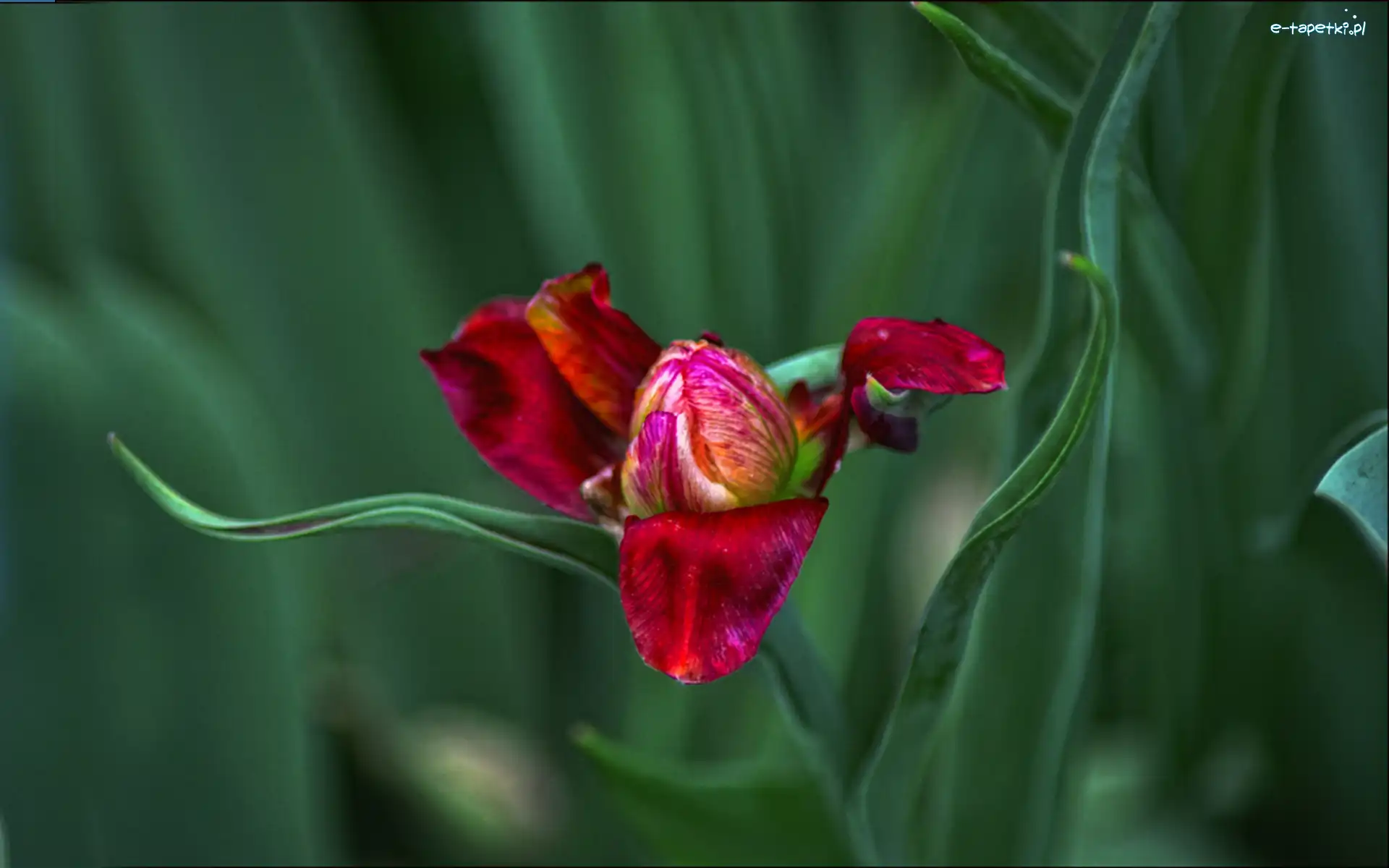 Tulipan