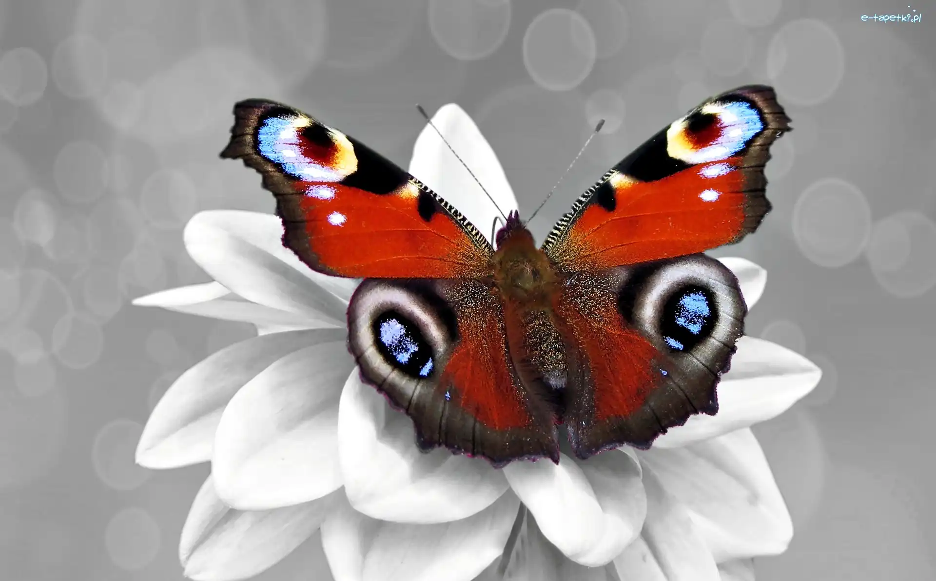 Biały, Kolorowy, Kwiatek, Rusałka pawik, Motyl