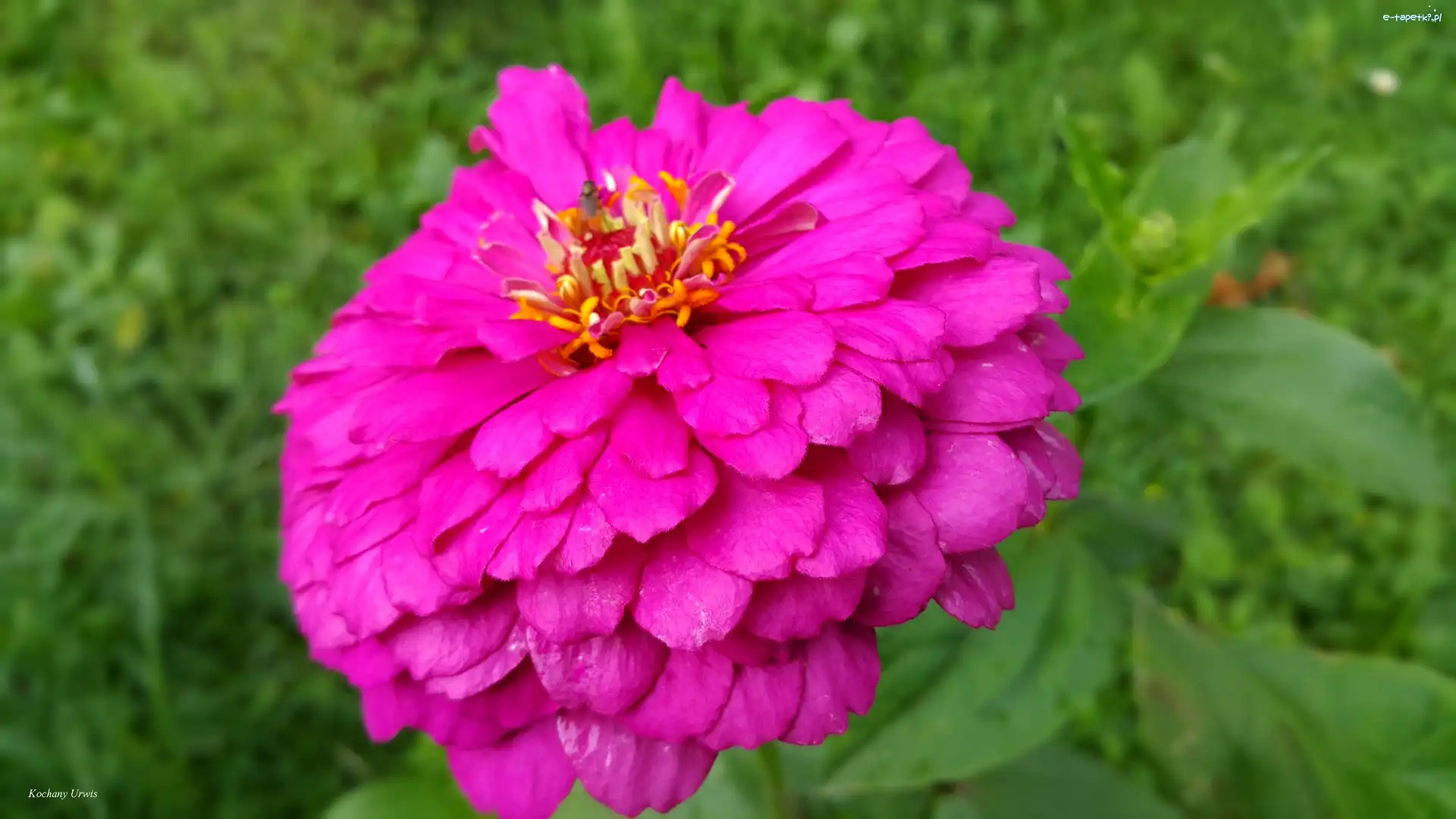 Cynia, Purpurowa