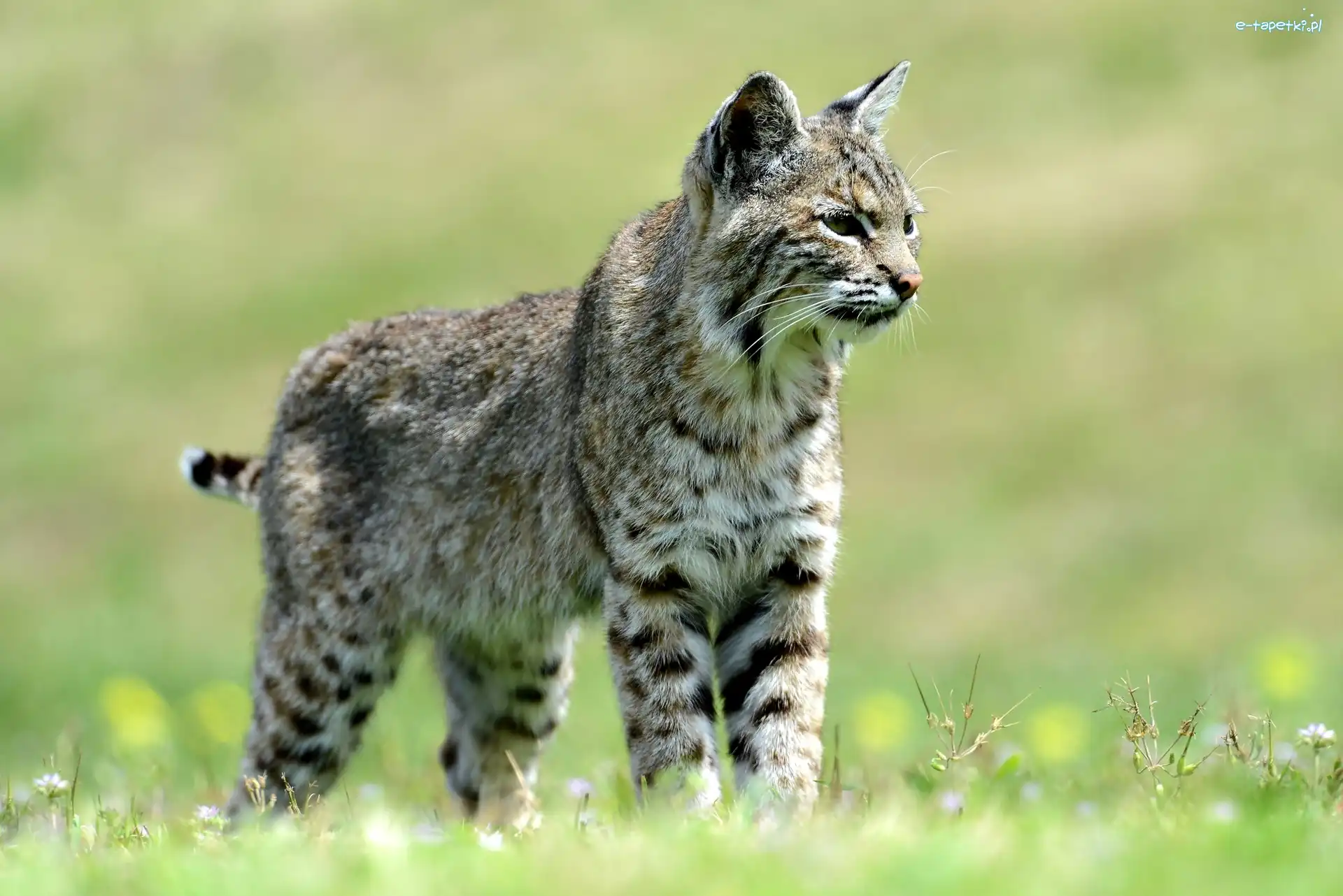 Ryś, Młody