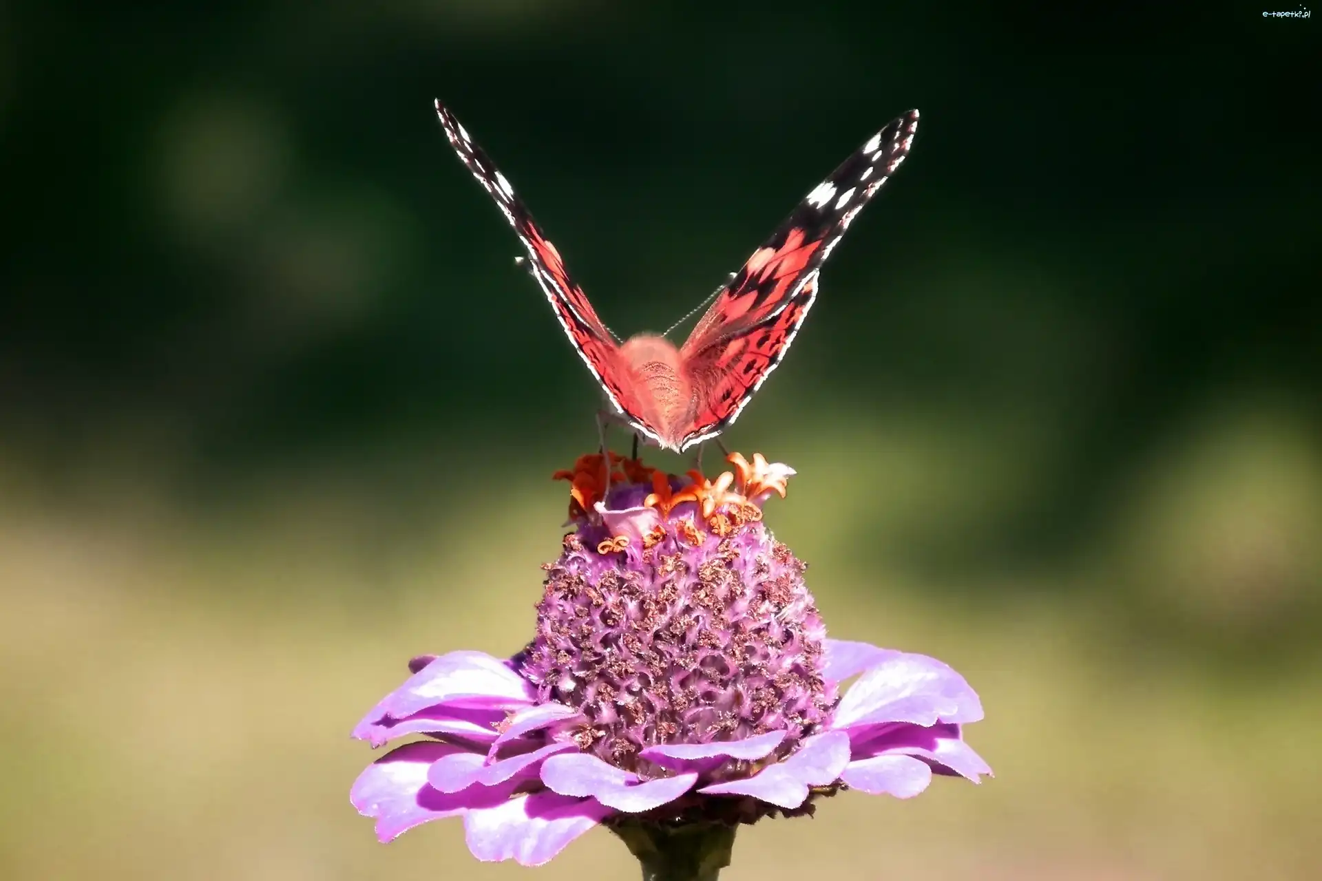 Kwiat, Motyl