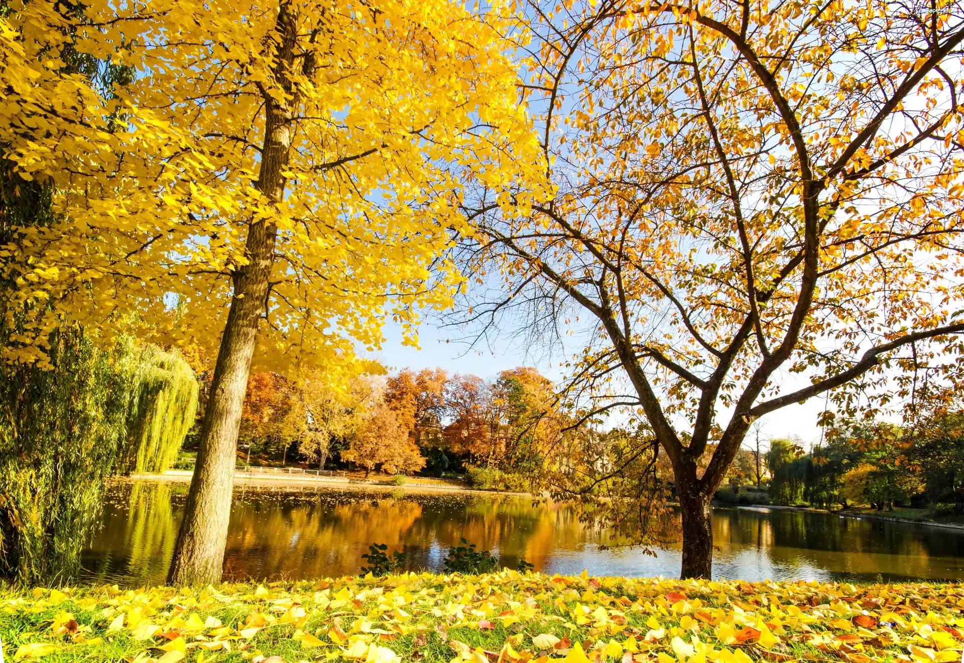 Liście, Kaczki, Drzewa, Jesień, Staw, Park