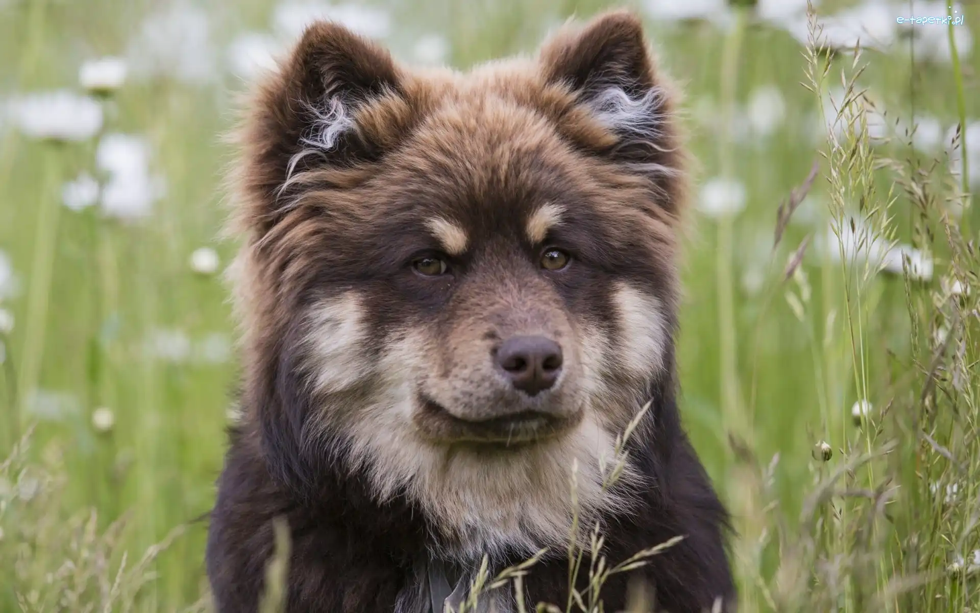 Fiński lapphund, Pies, Łąka