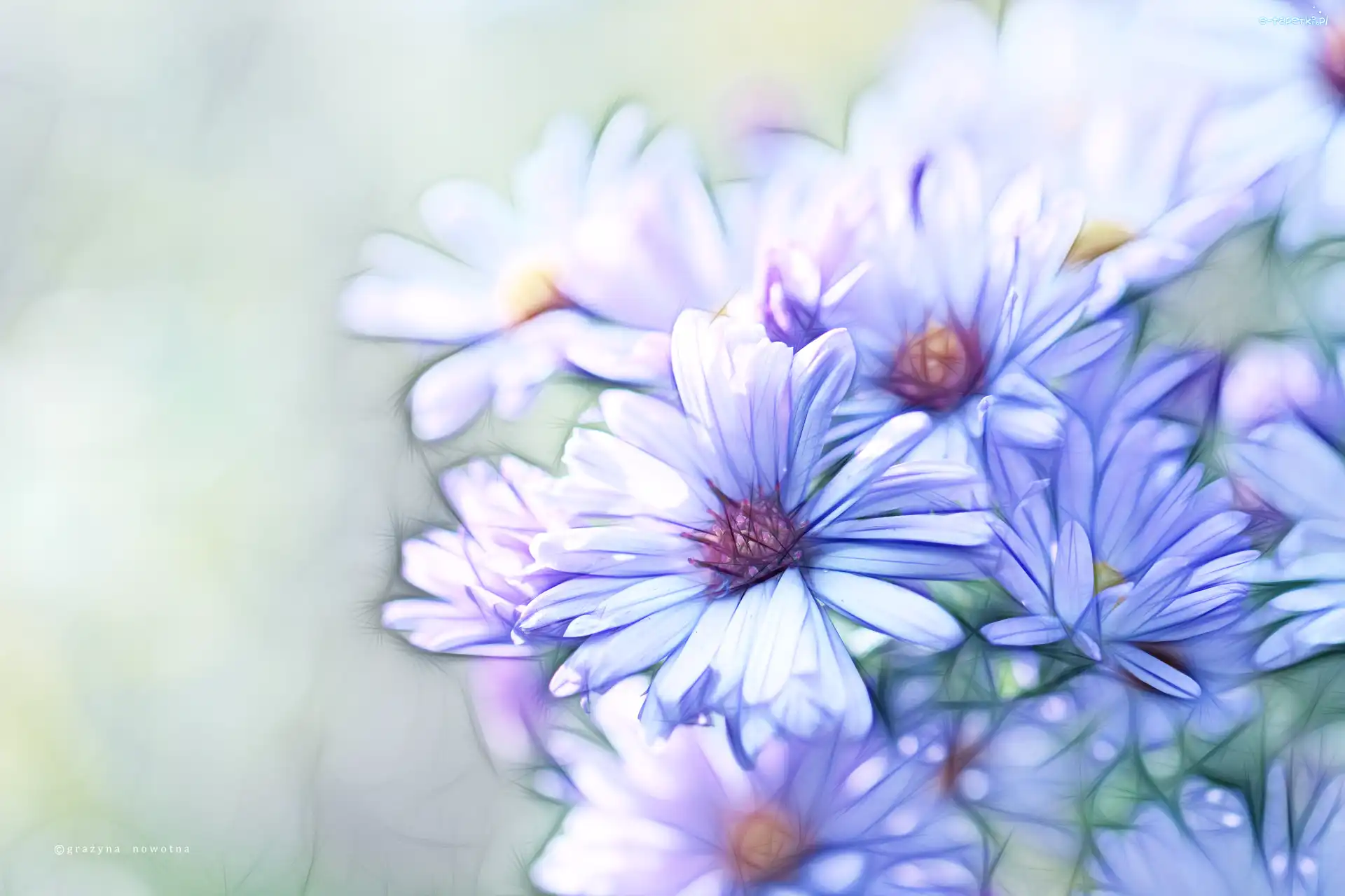 Fractalius, Kwiaty, Astry
