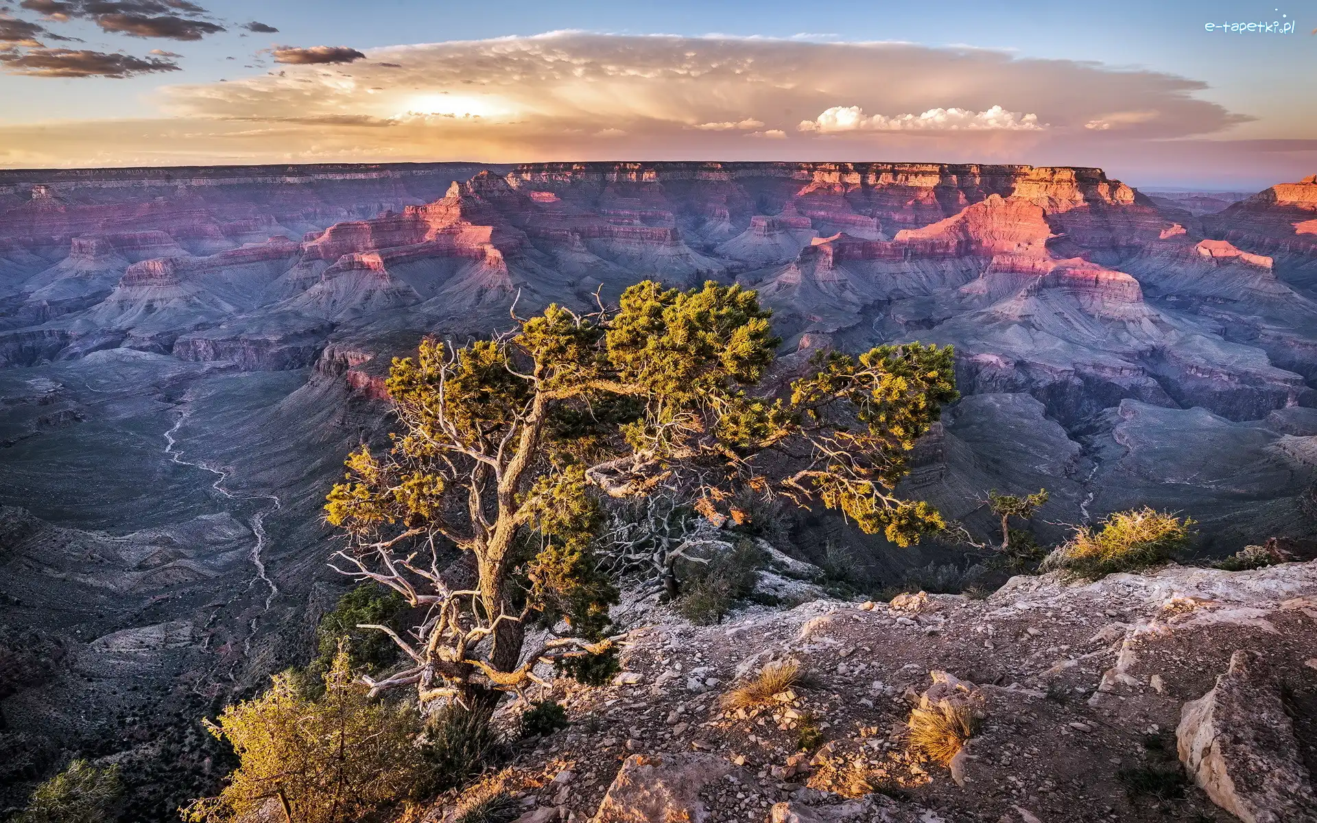 USA, Drzewo, Arizona, Kanion