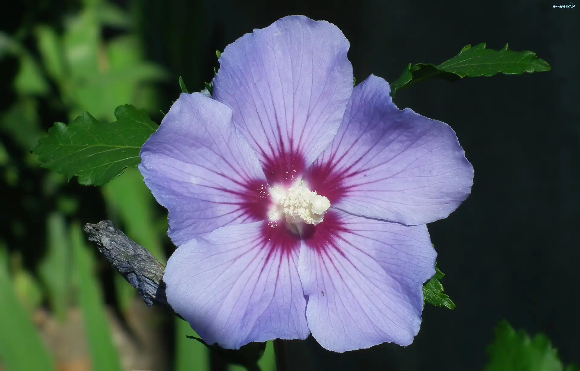 Hibiskus, Kwiat, Przyroda