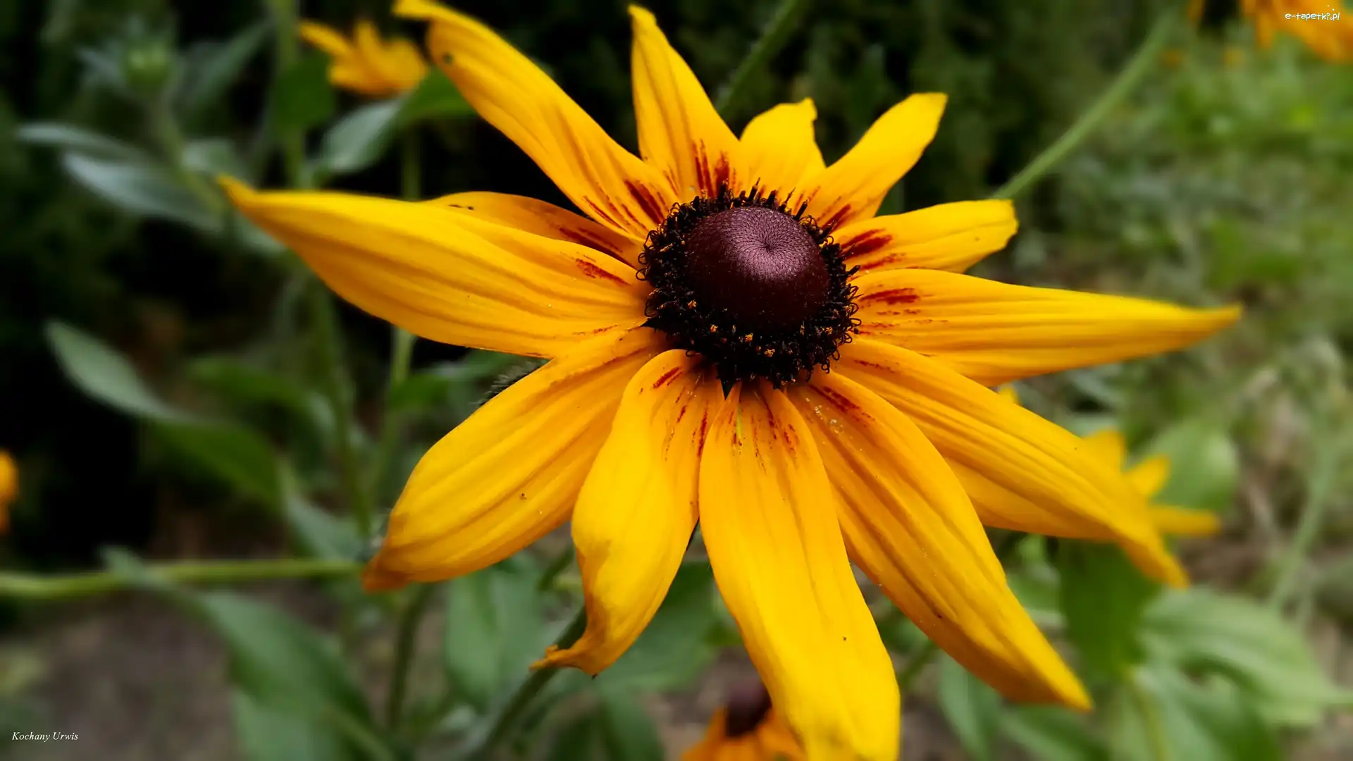 Rudbekia, Żółta