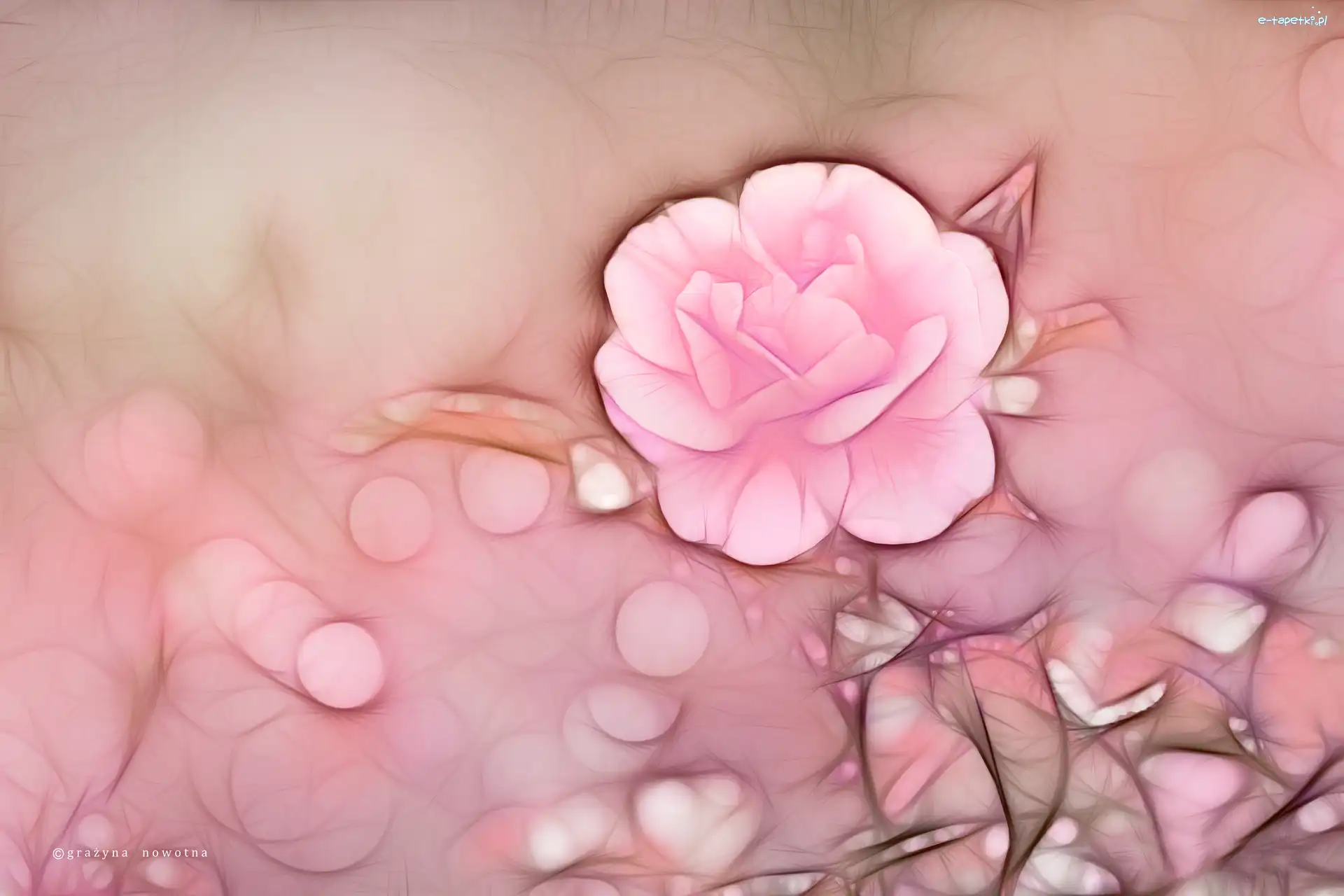 Różowy, Fractalius, Róża