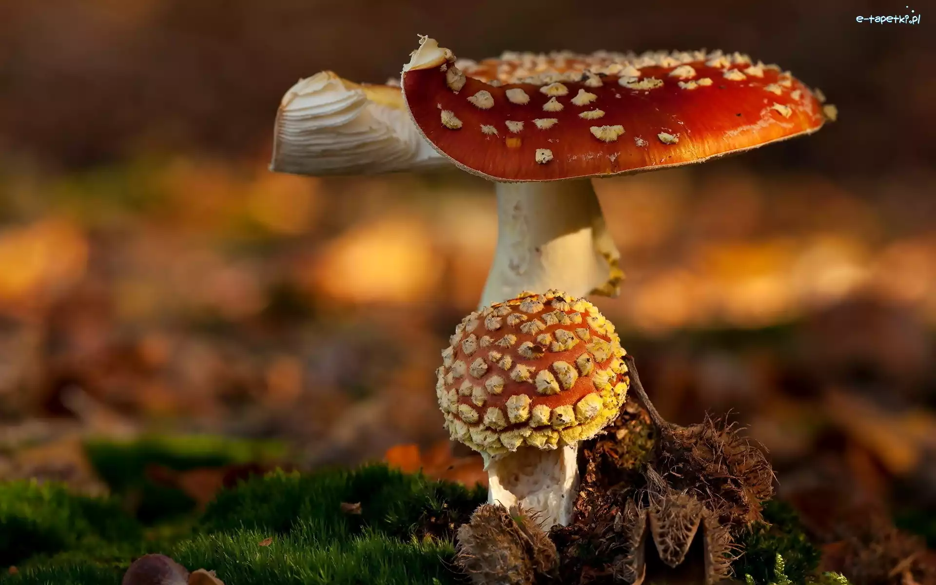 Muchomory, Grzyby, Makro